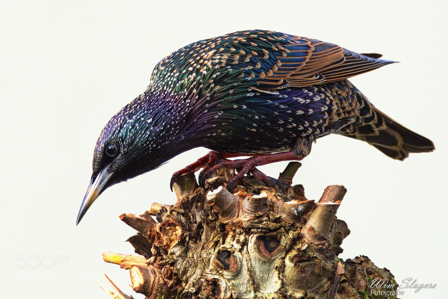 Nikon D7200 sample photo. Starling photography
