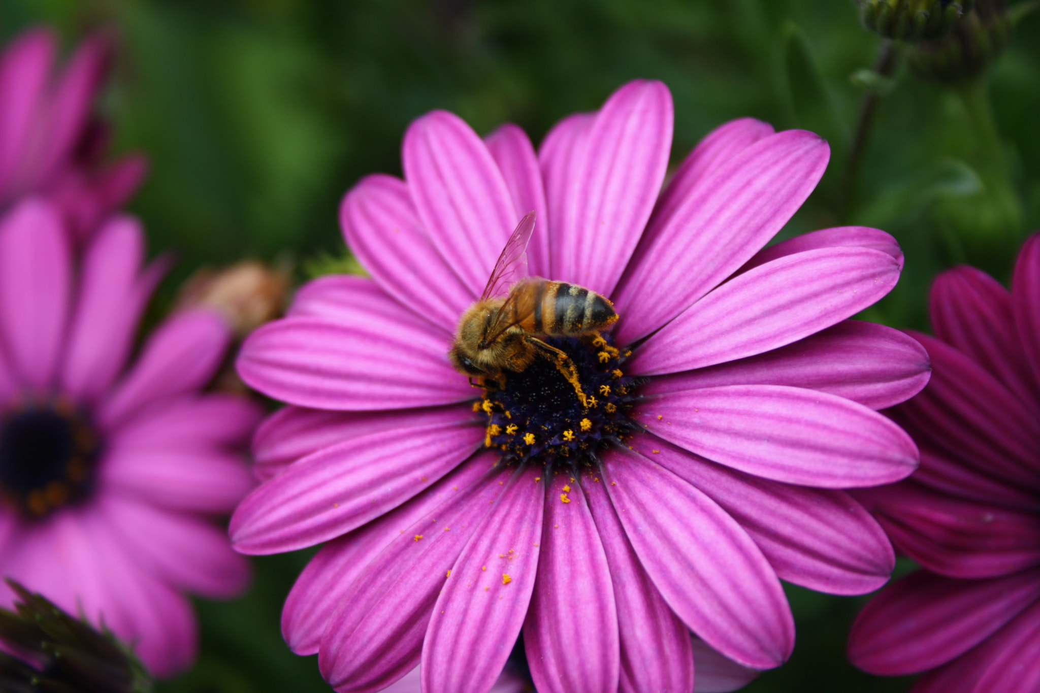 Canon EF-S 18-55mm F3.5-5.6 II sample photo. Bee on flower photography