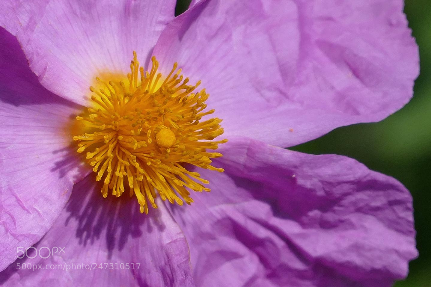 Panasonic Lumix DMC-FZ1000 sample photo. Cistus ladanifer photography