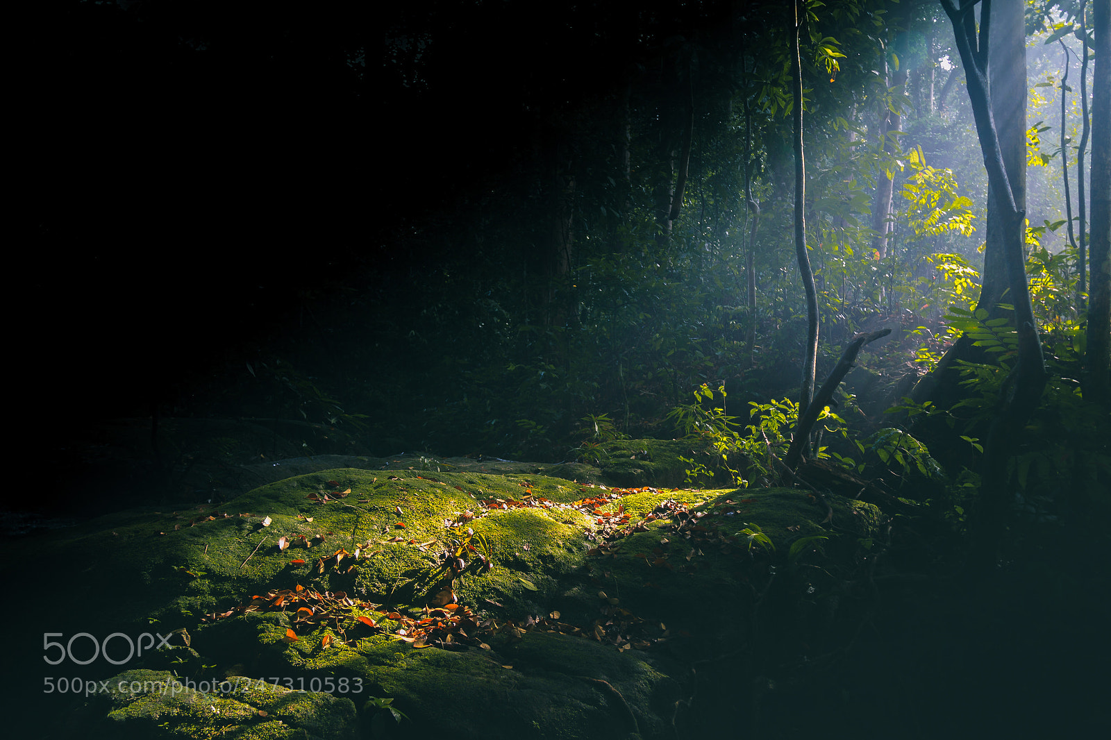 Canon EOS 60D sample photo. Sunlight photography