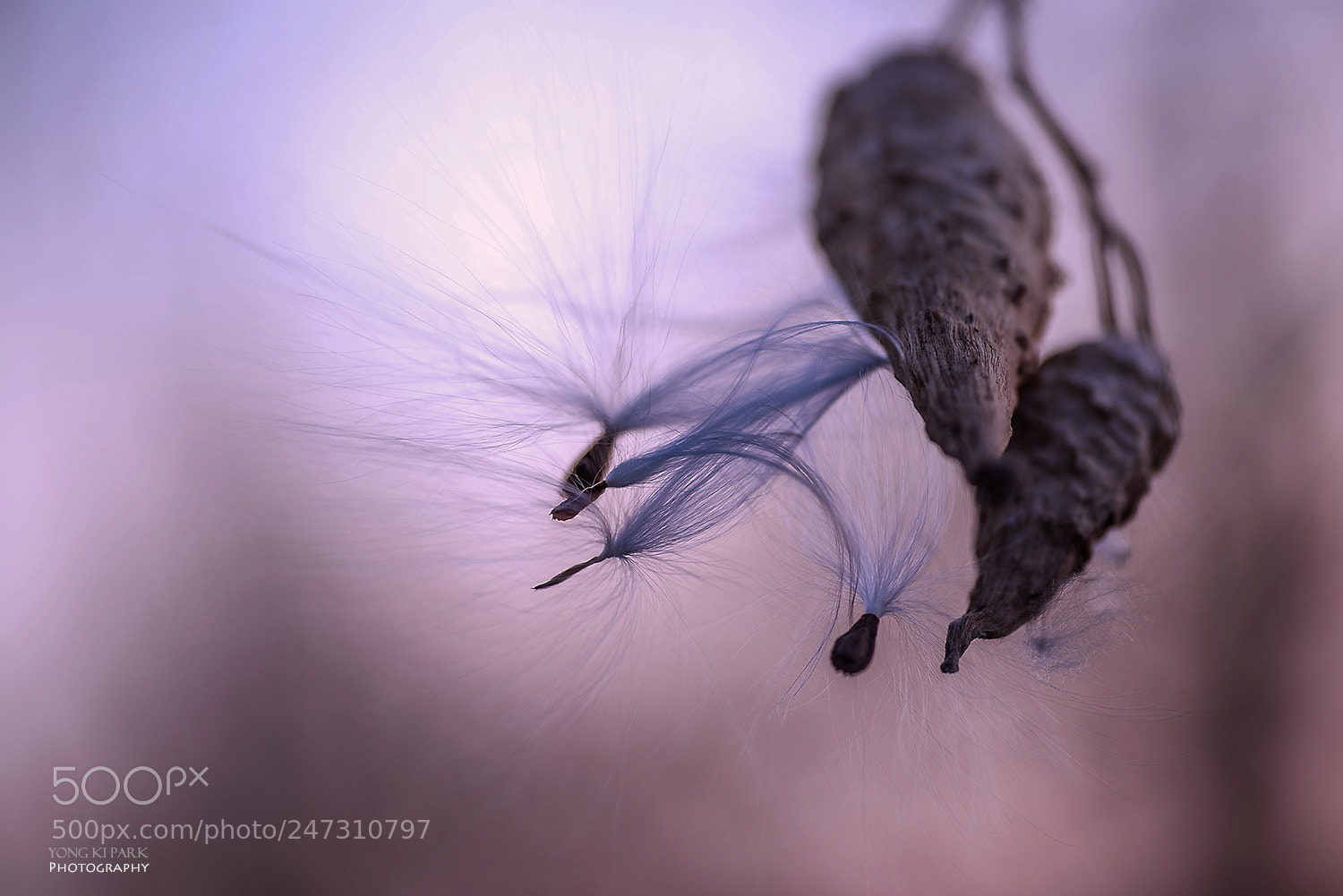 Pentax K-1 sample photo. The milkweed in the photography