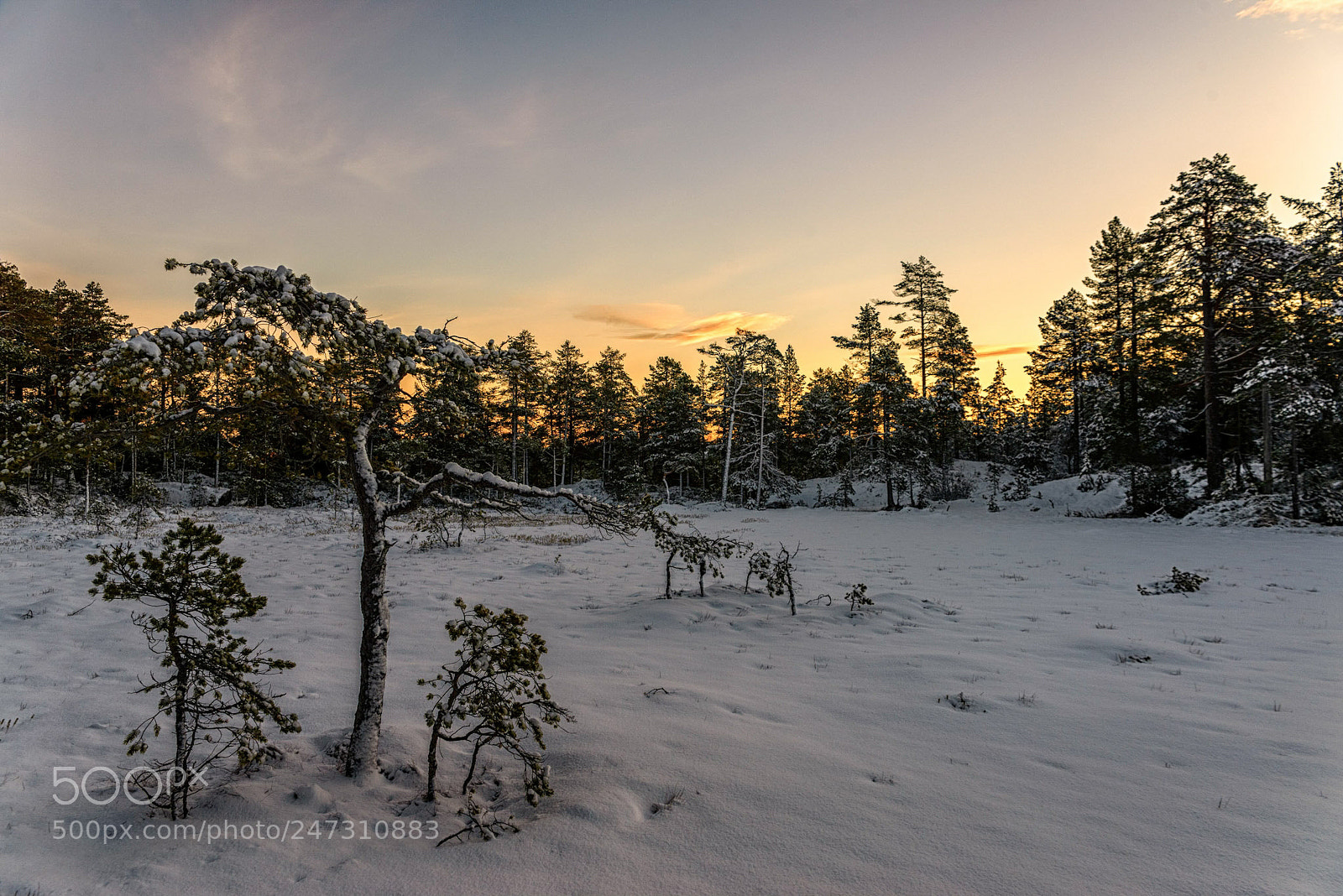 Nikon D610 sample photo. Early winter morning photography