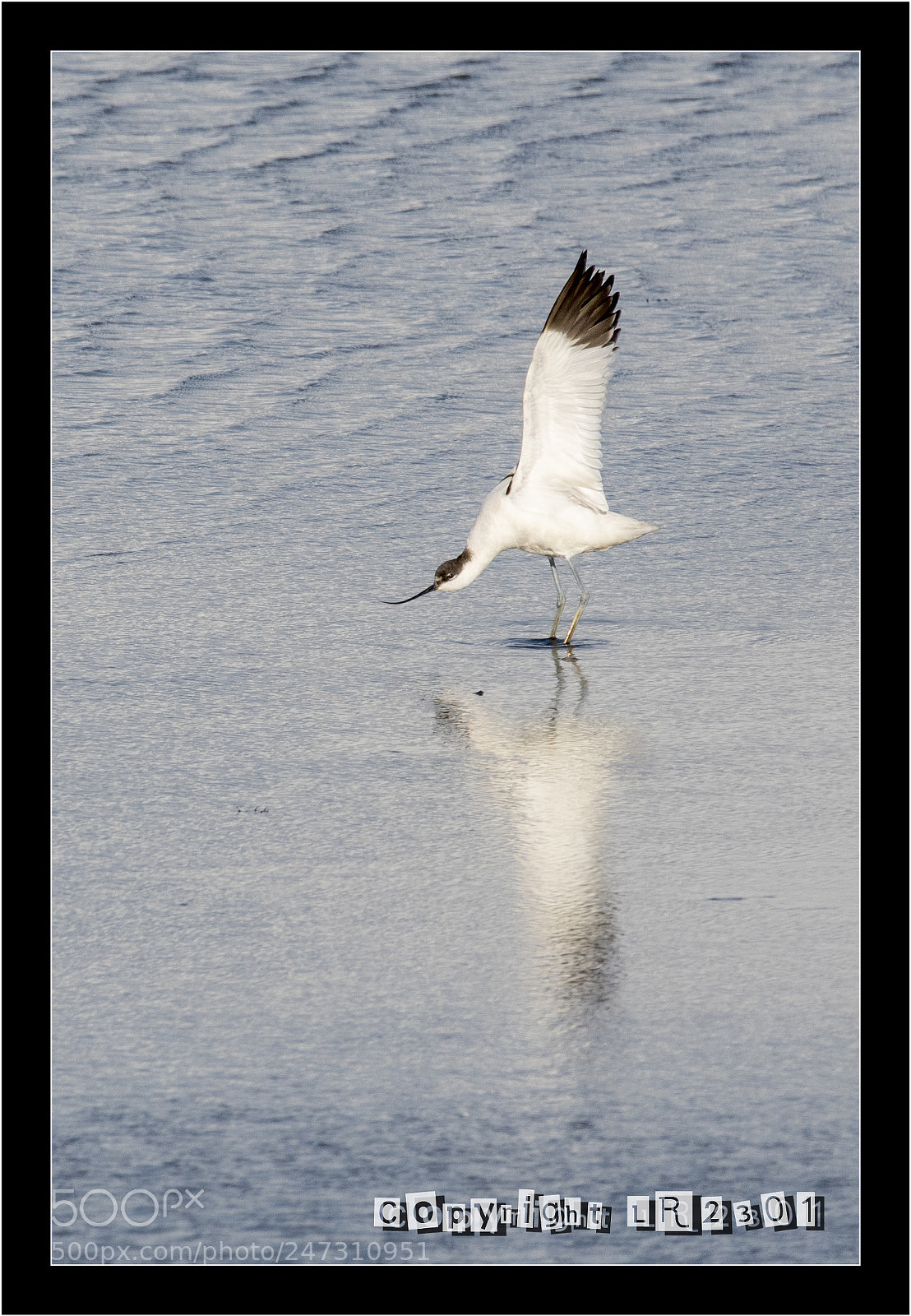 Nikon D500 sample photo. Avocette photography