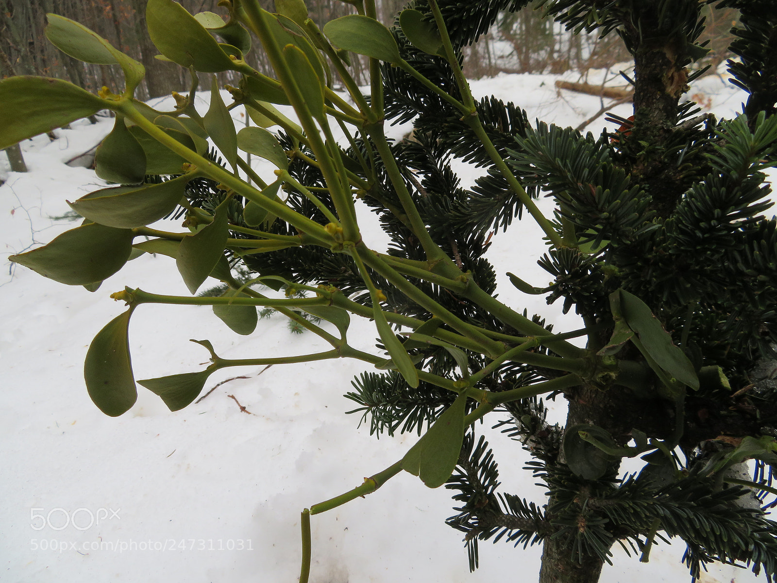 Canon PowerShot SX720 HS sample photo. Viscum album - vischio photography