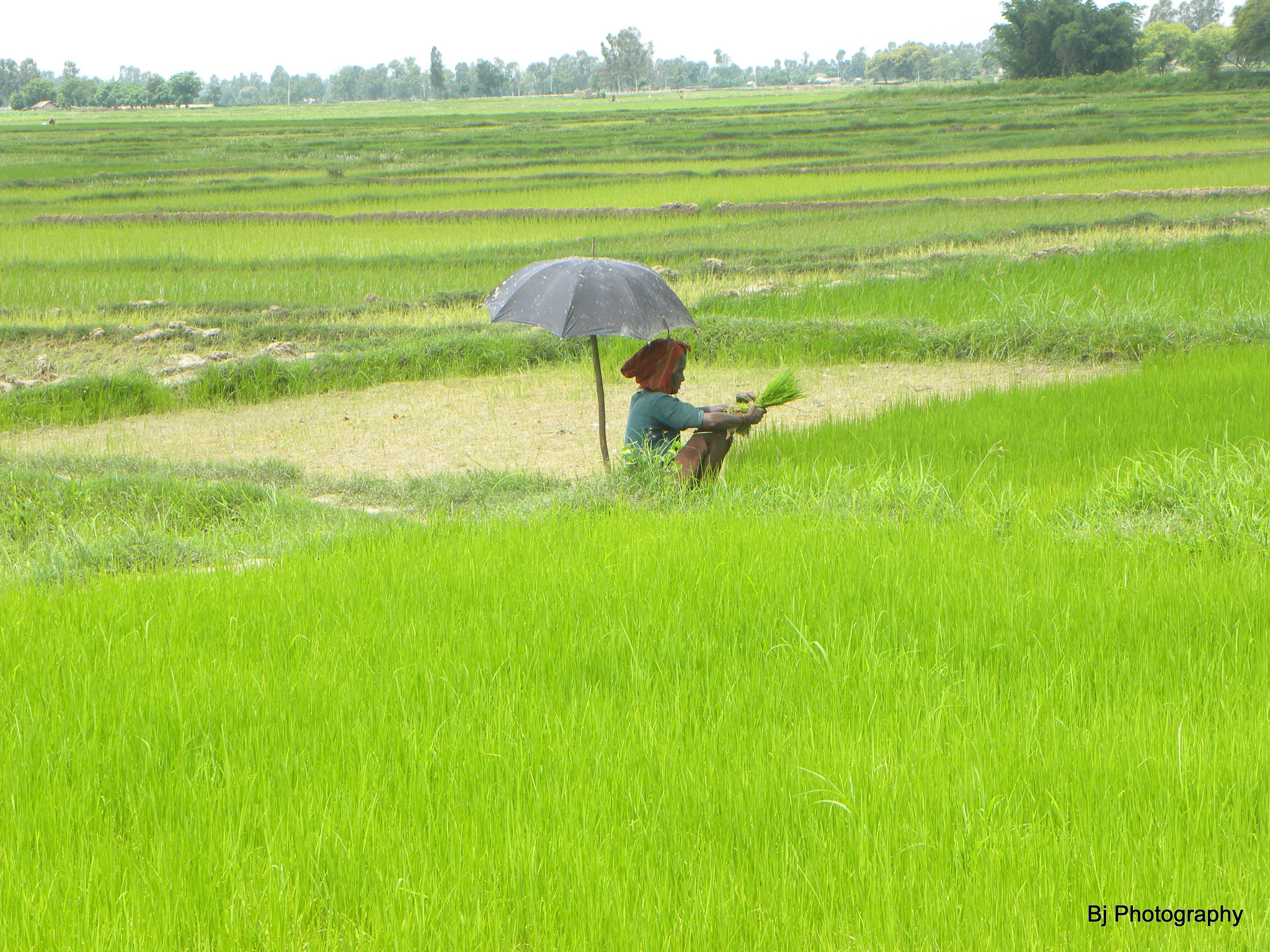 Nikon Coolpix P90 sample photo. The rice farmer photography