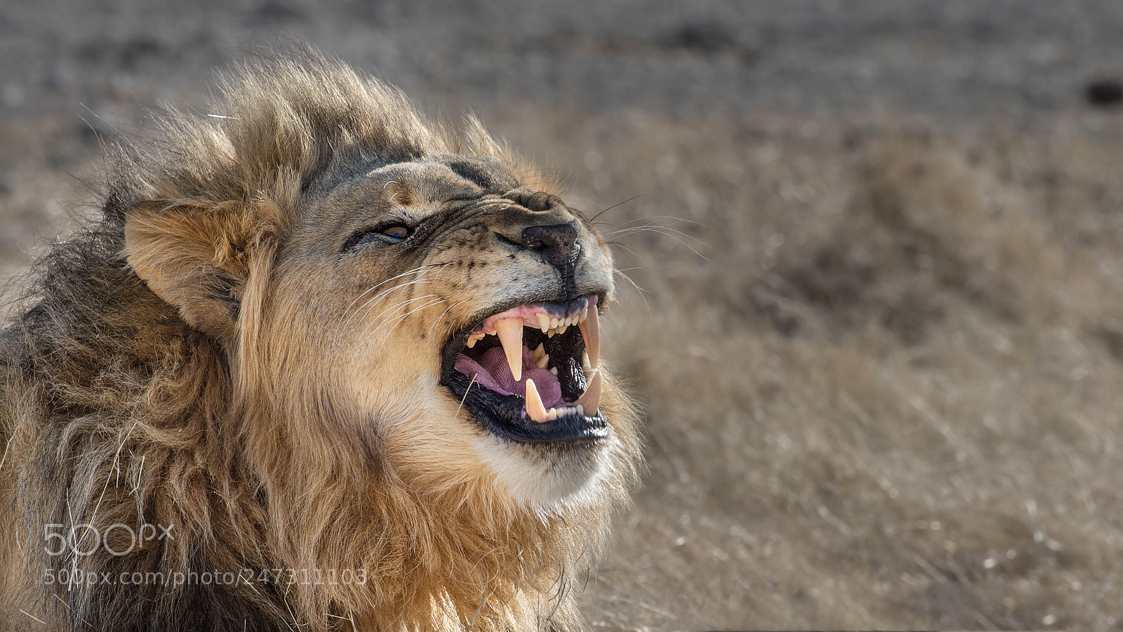 Pentax K-5 II sample photo. Grumpy lion photography