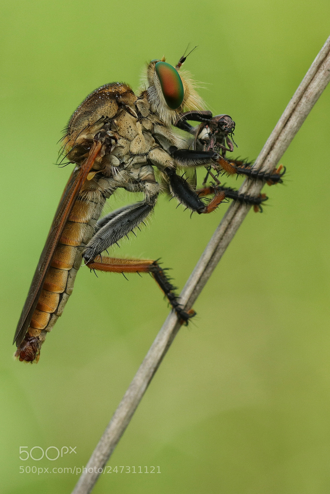 Canon EOS M5 sample photo. Robber fly photography