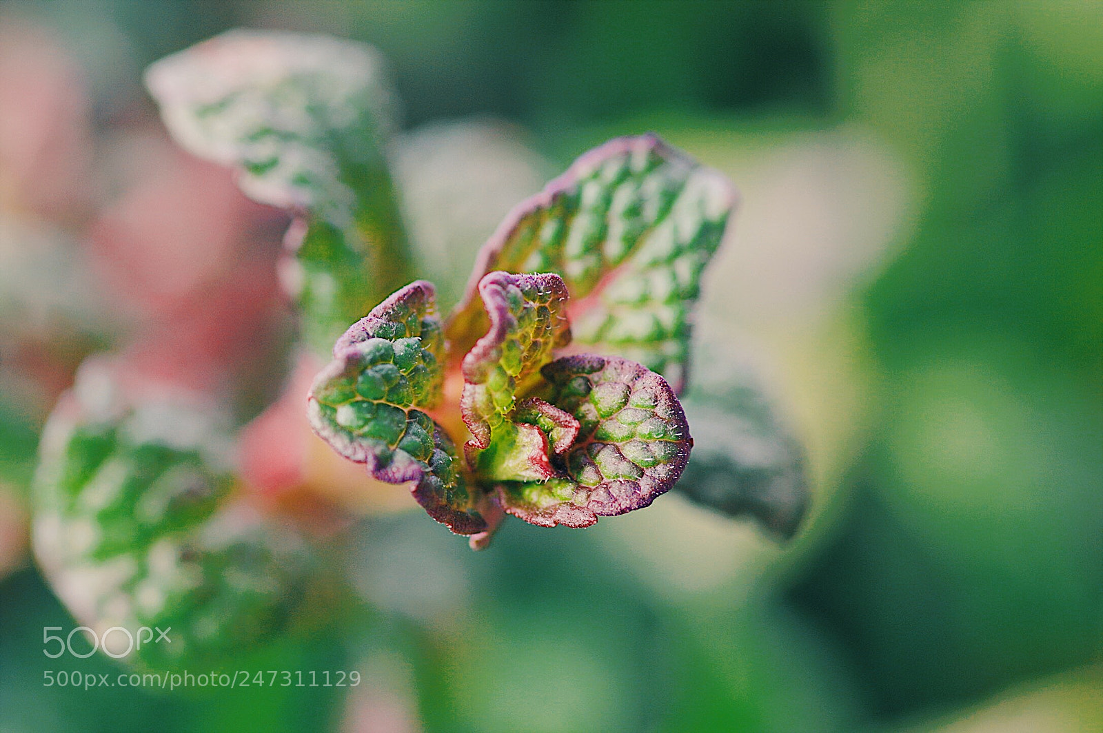 Pentax K-3 sample photo. Peppermint photography