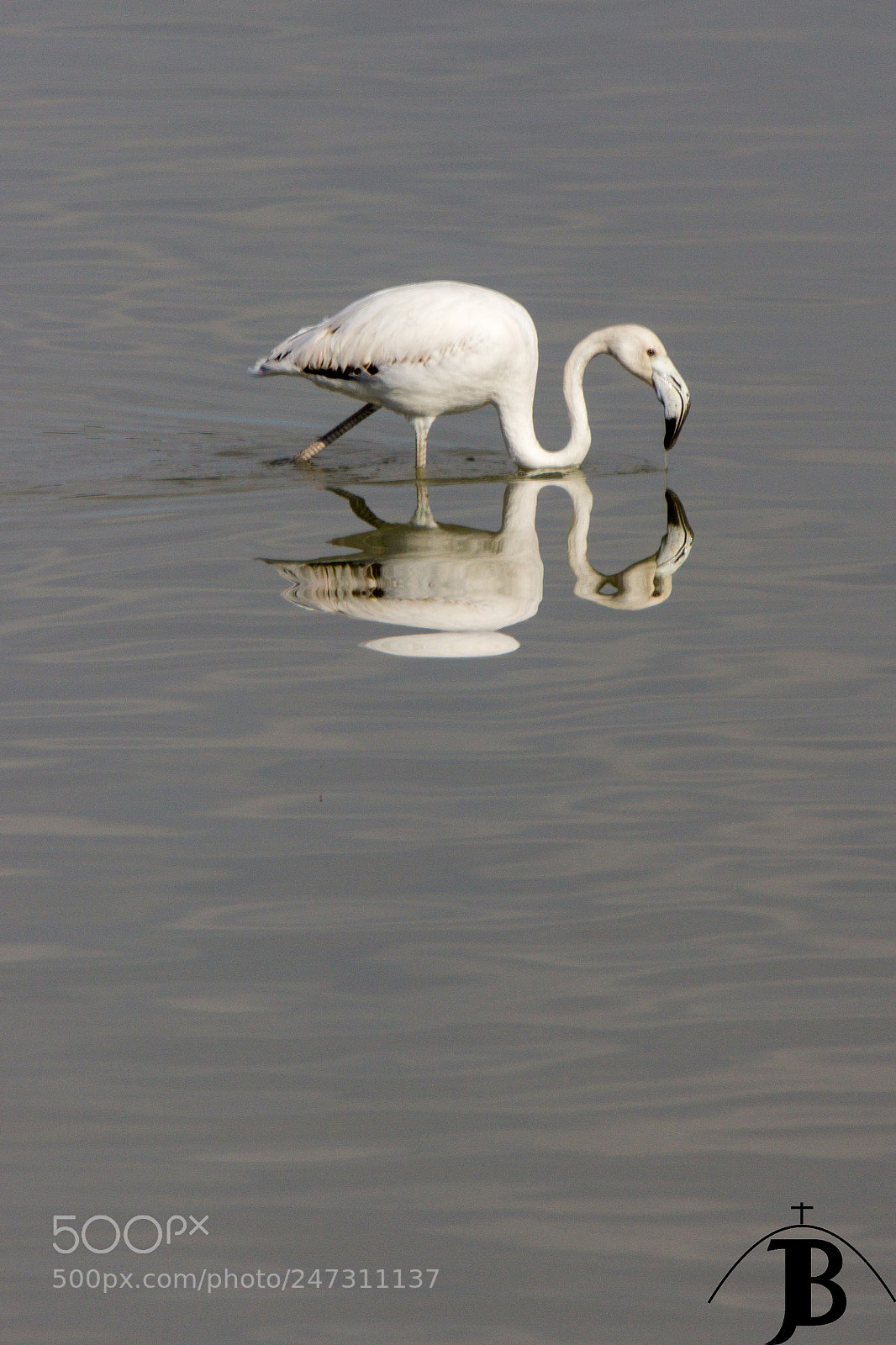 Canon EOS 600D (Rebel EOS T3i / EOS Kiss X5) sample photo. Flamingo photography