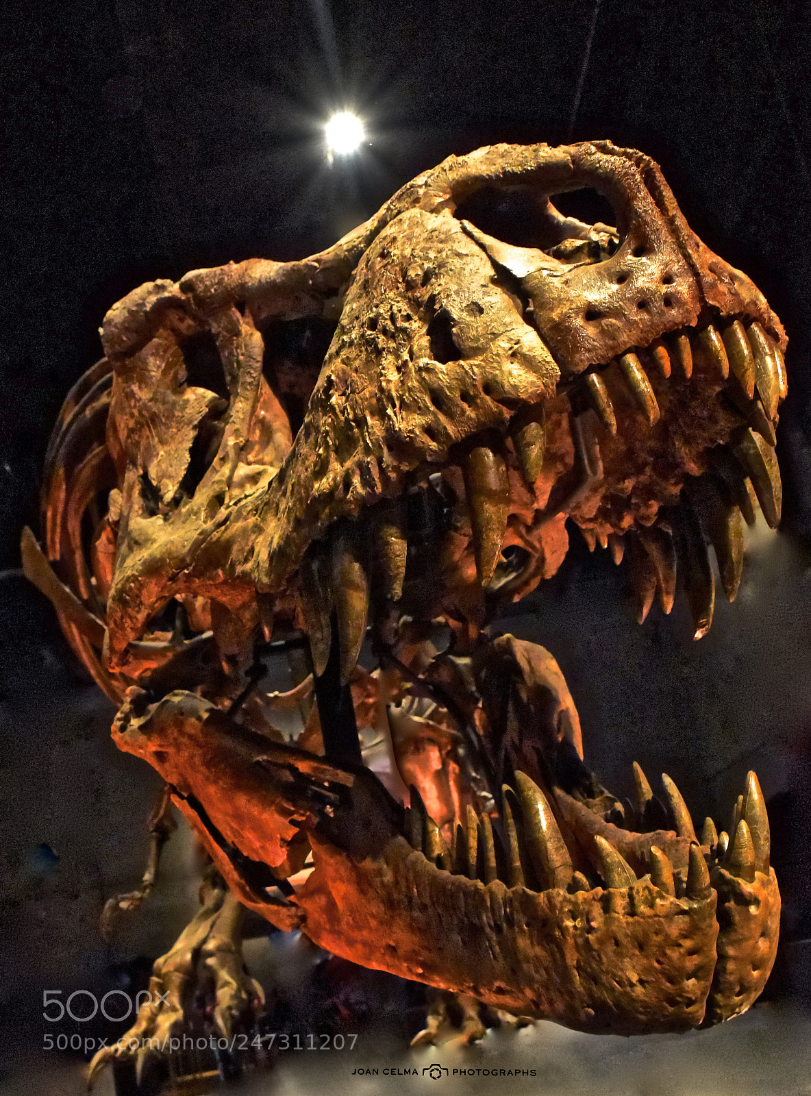 Nikon D810 sample photo. Tyrannosaurus rex 2 photography