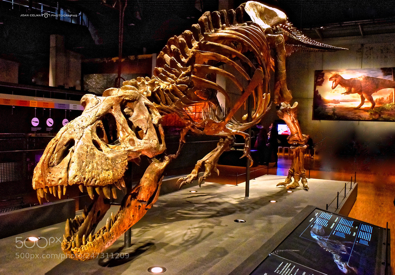 Nikon D810 sample photo. Tyrannosaurus rex1 photography