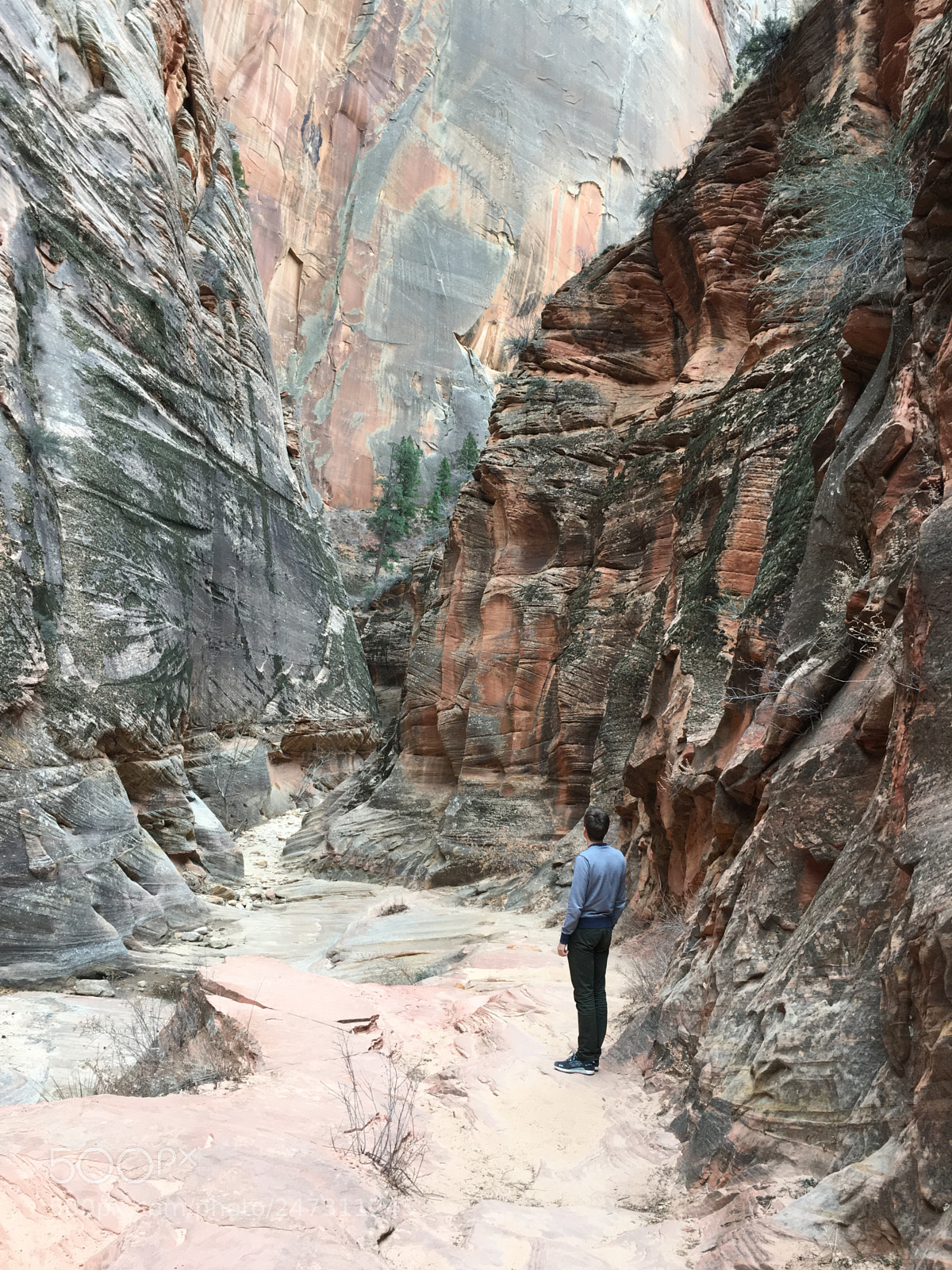 Apple iPhone 6s sample photo. #zionnps #nationalparks #usa #nature photography