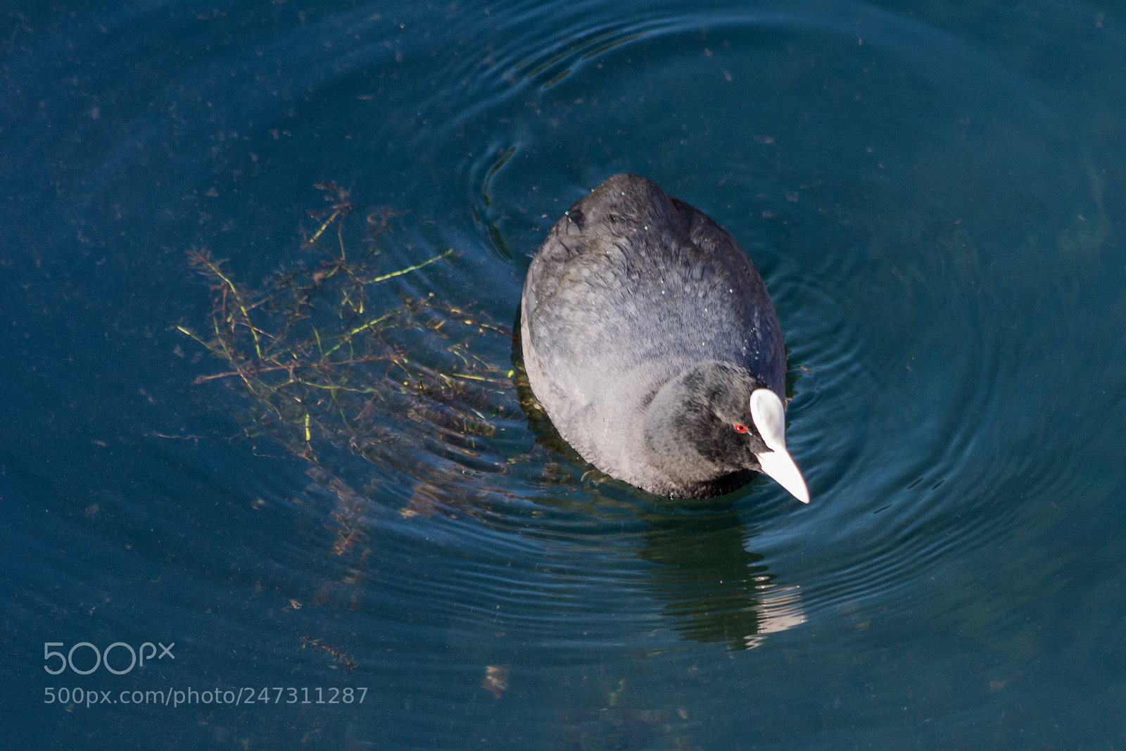 Nikon D5200 sample photo. Fulica atra photography