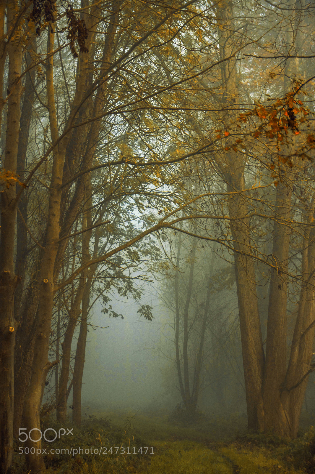 Canon EOS 750D (EOS Rebel T6i / EOS Kiss X8i) sample photo. Foggy walk photography