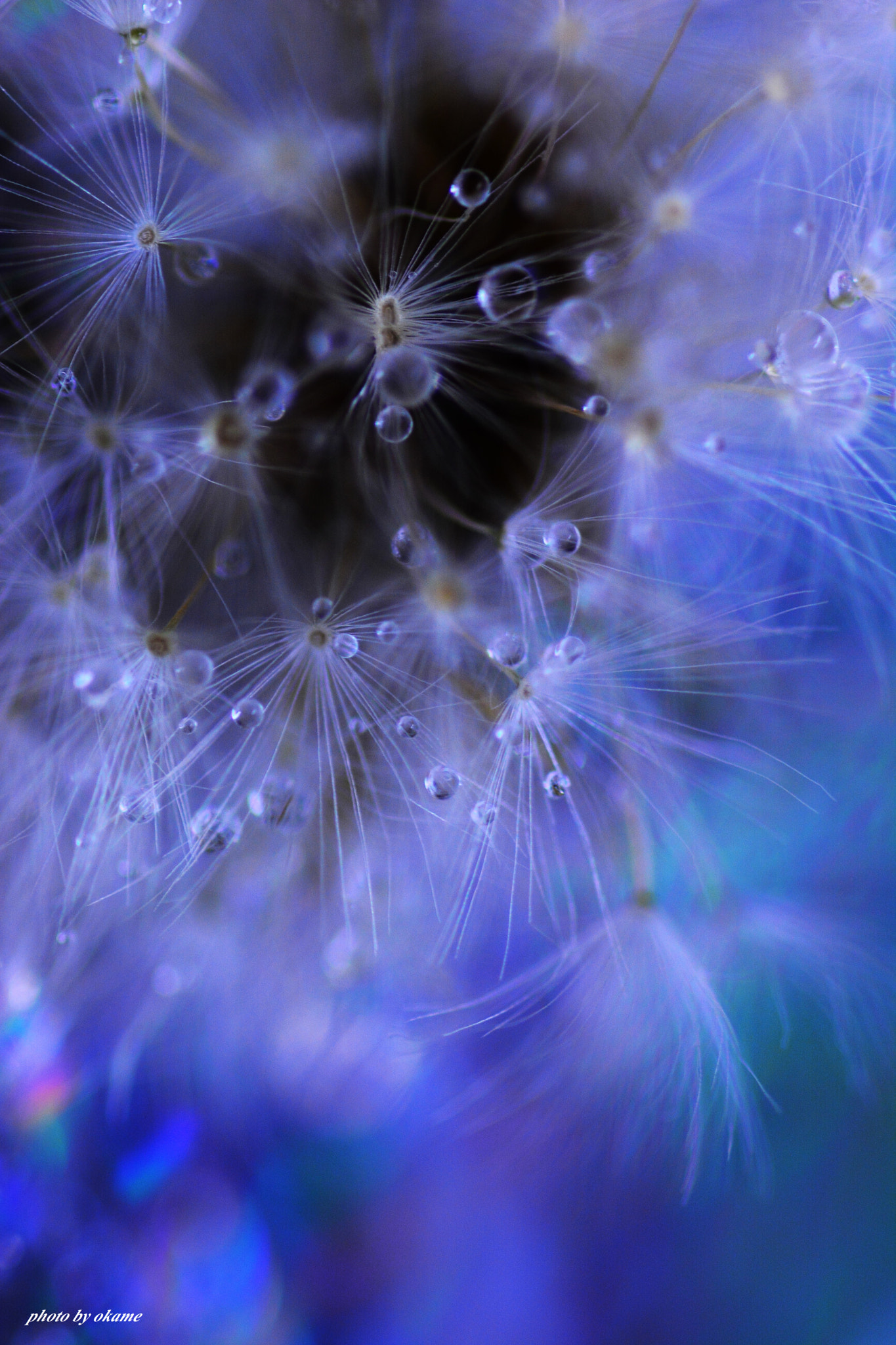 Nikon D5200 sample photo. (fluffy) photography