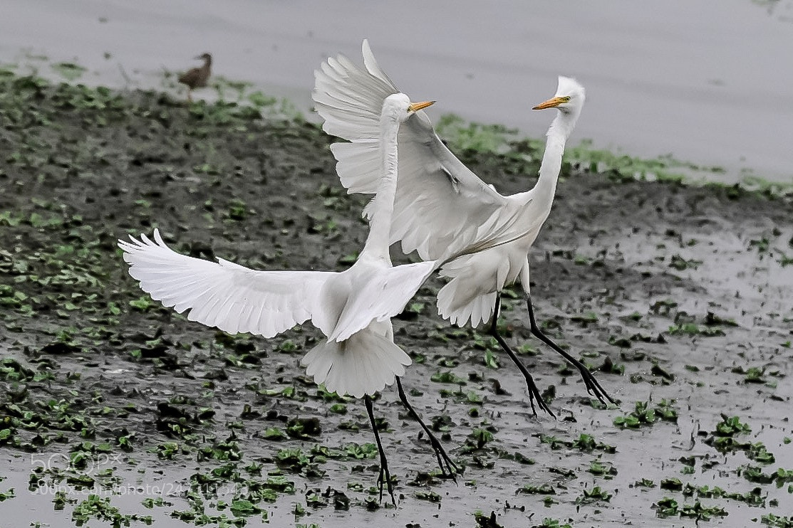 Nikon D500 sample photo. Matching steps photography