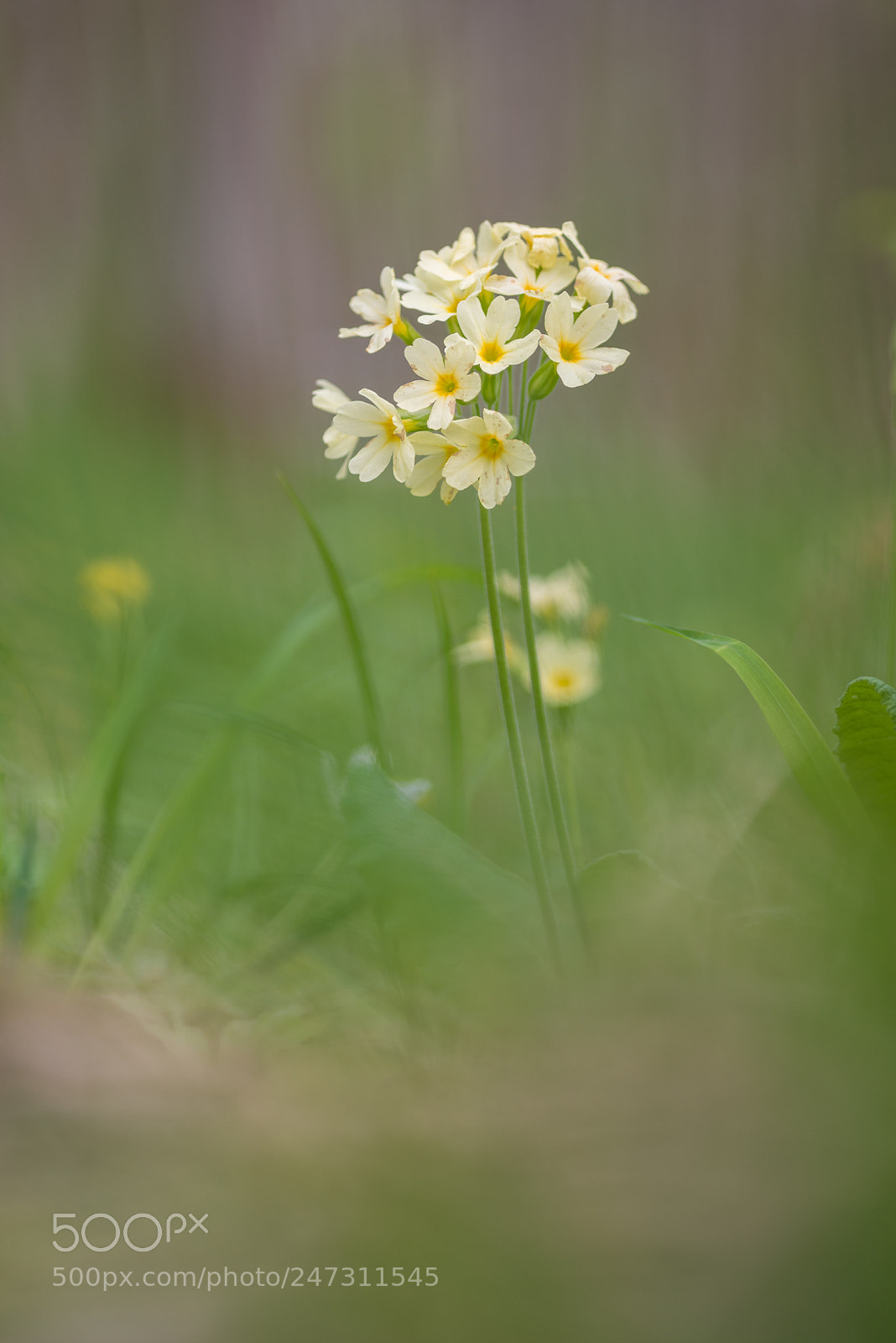 Pentax K-1 sample photo. Oxlip photography