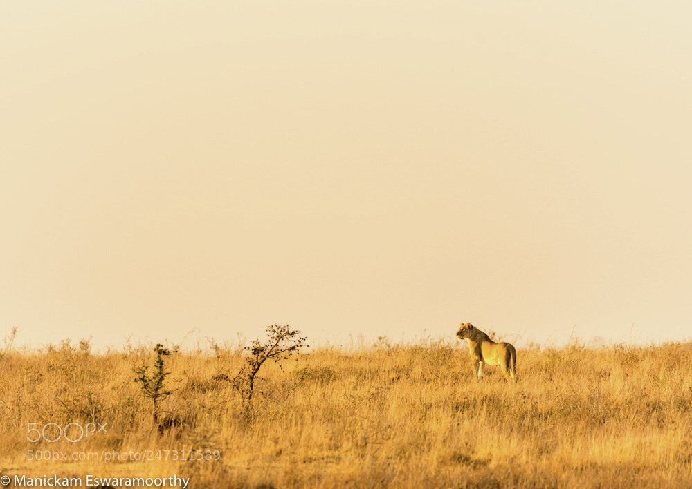 Nikon D7200 sample photo. A lioness looking out photography