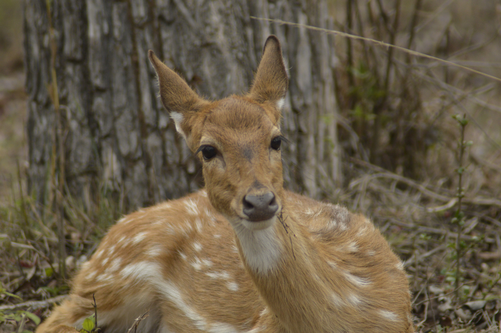 Tamron AF 200-400mm f/5.6 LD IF (75D) sample photo. Deer photography