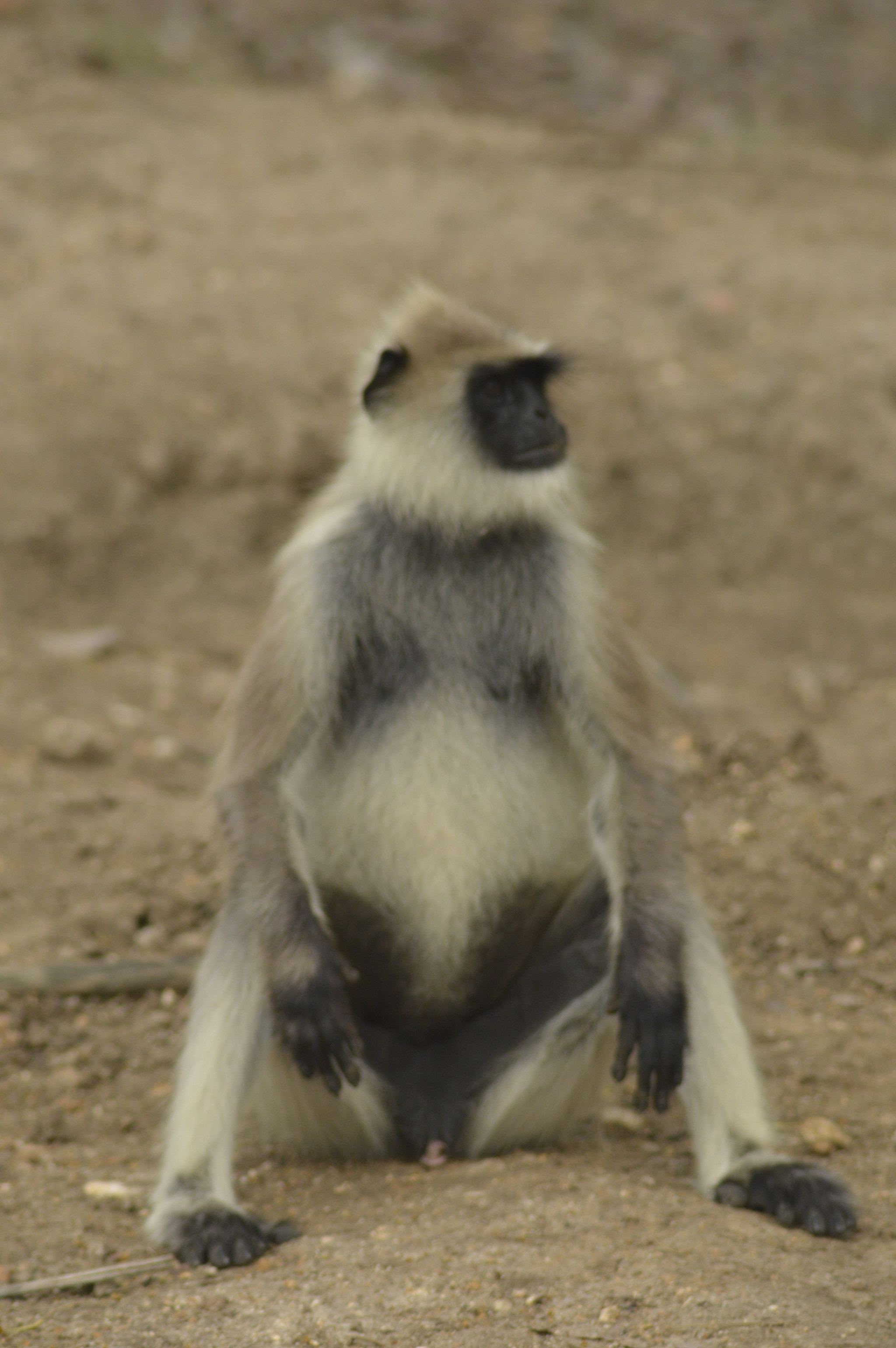 Tamron AF 200-400mm f/5.6 LD IF (75D) sample photo. Monkey photography