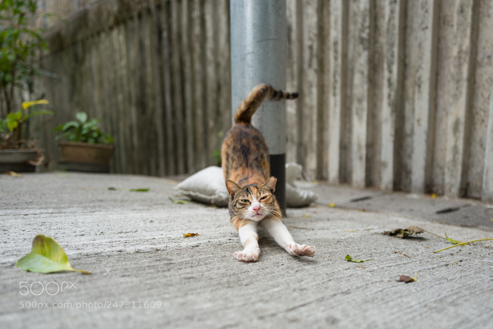 Leica Q (Typ 116) sample photo. Cat is all around photography