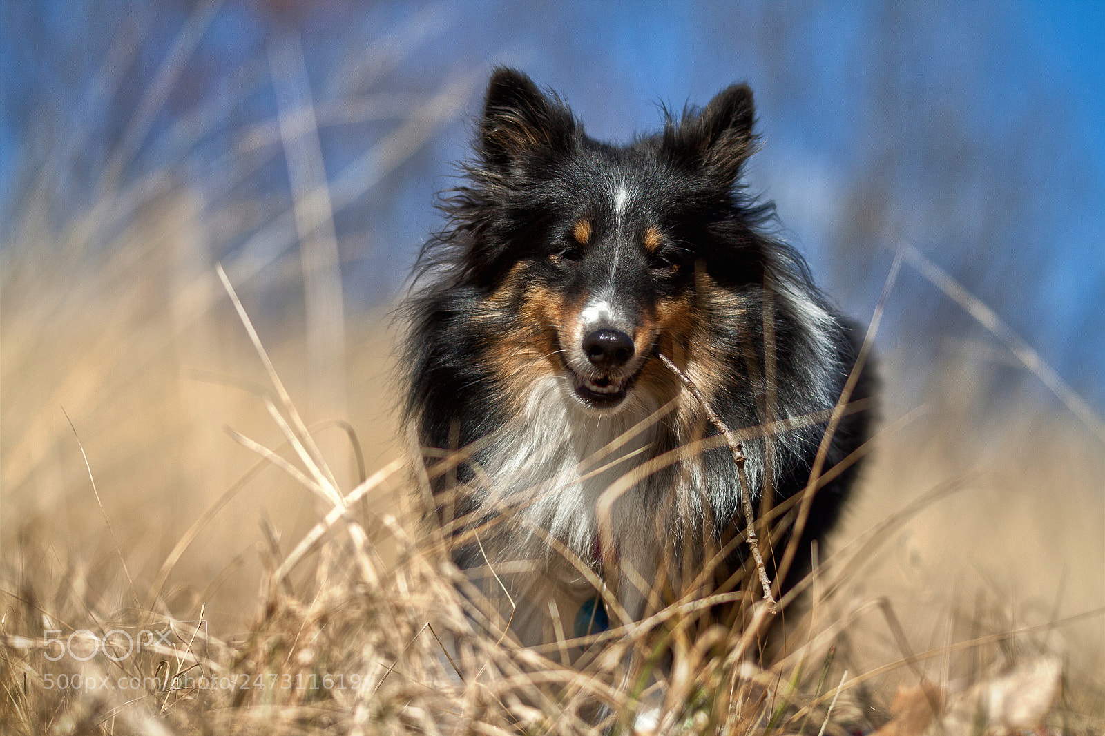 Canon EOS 50D sample photo. Sasha - the queen photography