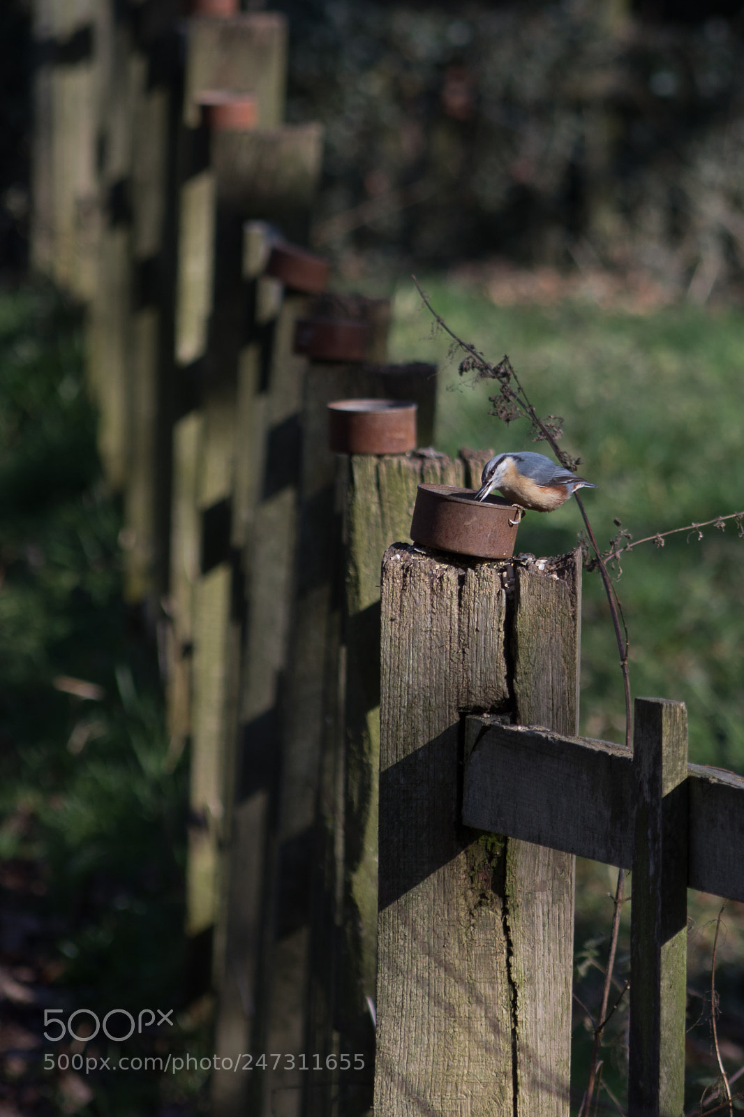 Nikon D7200 sample photo. Nuthatch at hardwick hall photography