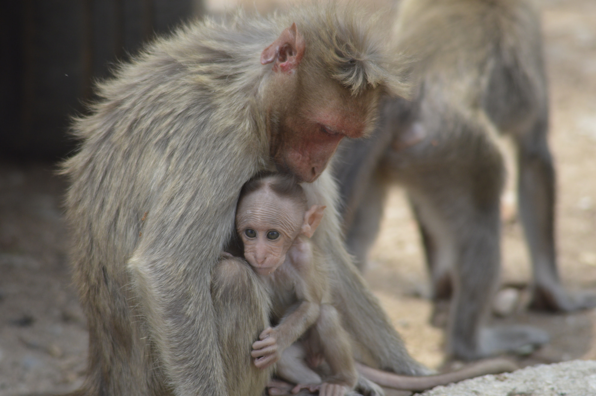 Tamron AF 200-400mm f/5.6 LD IF (75D) sample photo. Caring monkey photography