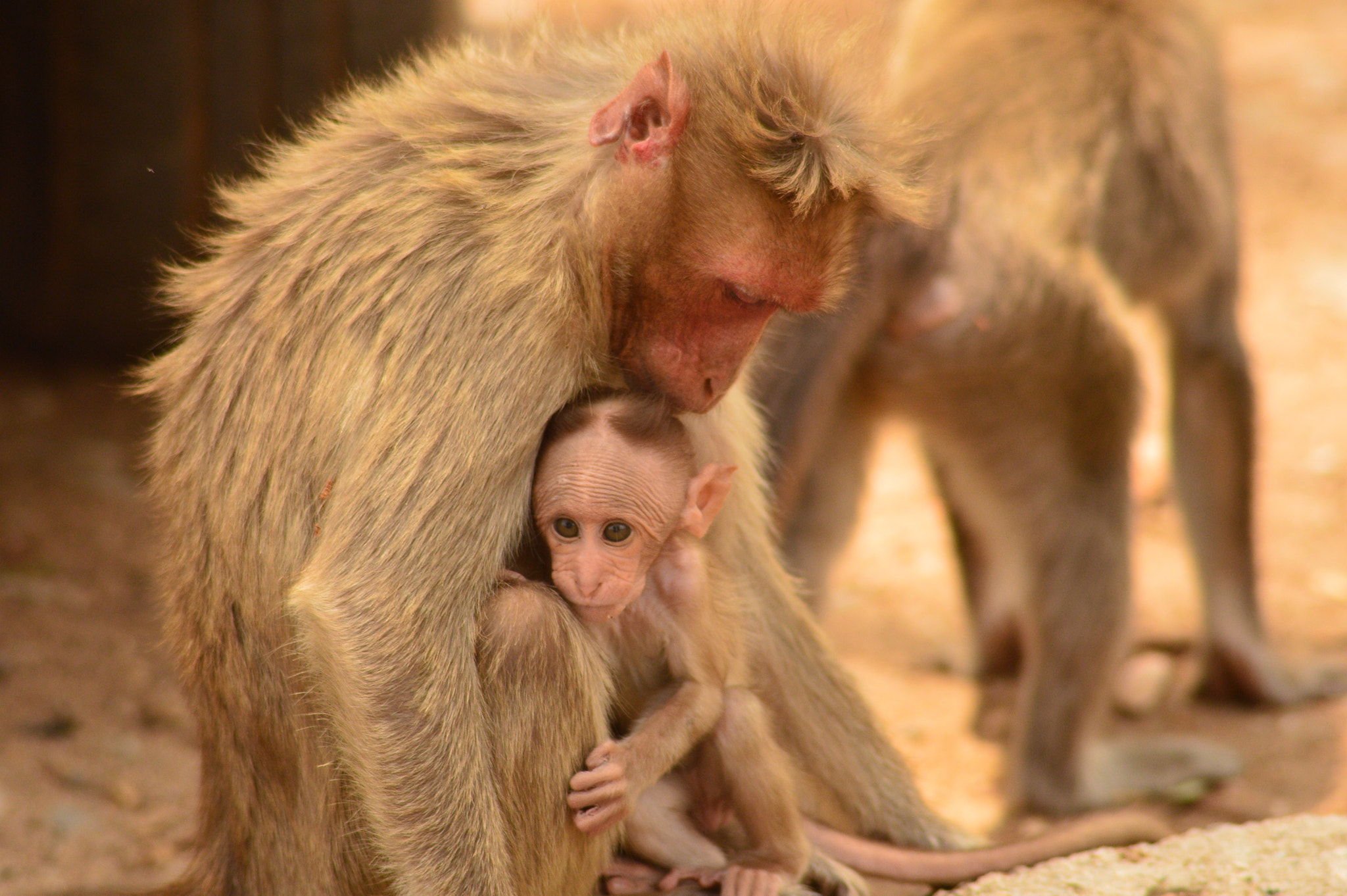 Tamron AF 200-400mm f/5.6 LD IF (75D) sample photo. Monkey photography