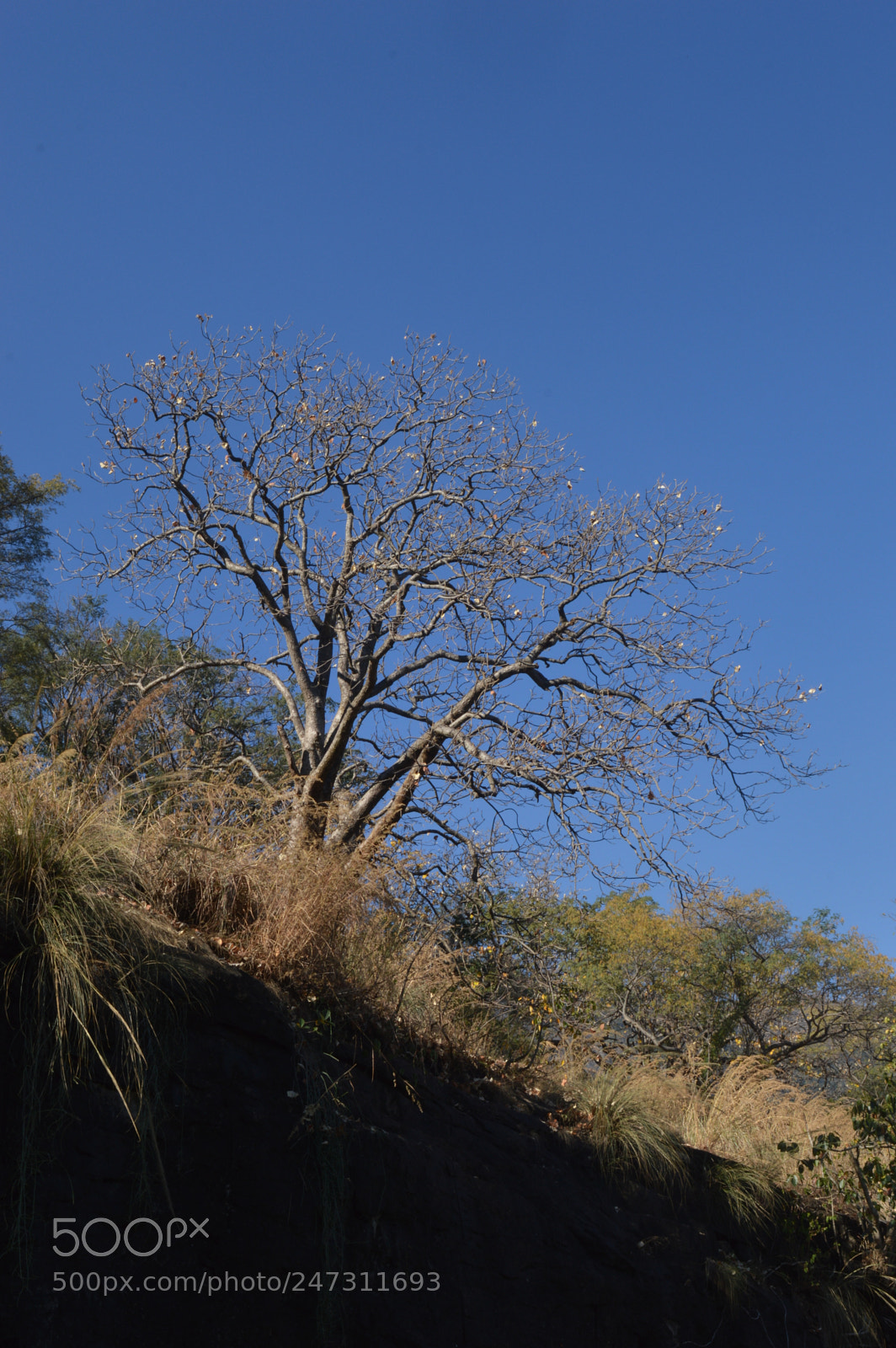 Nikon D3200 sample photo. Tree photography