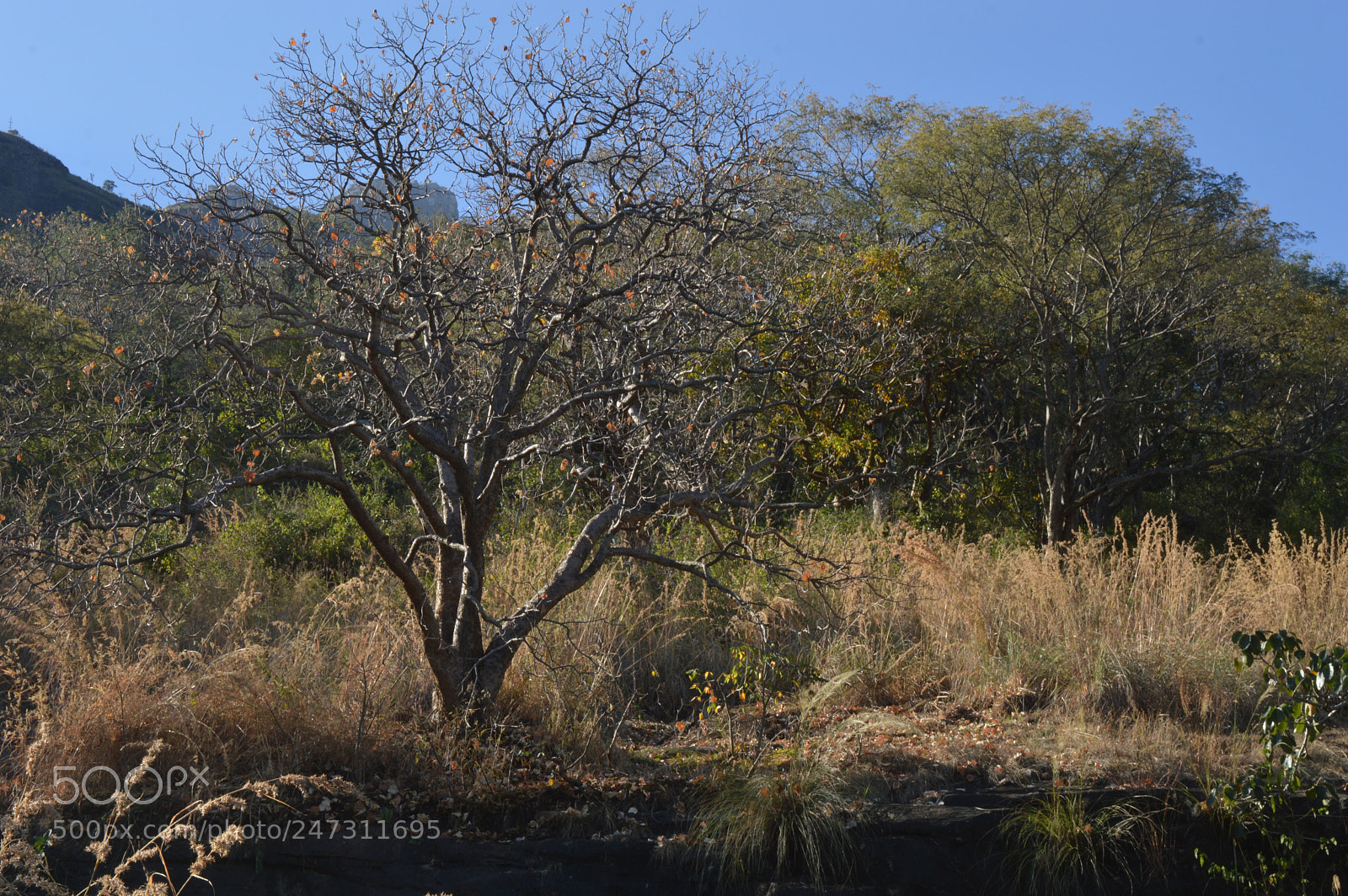 Nikon D3200 sample photo. Tree photography