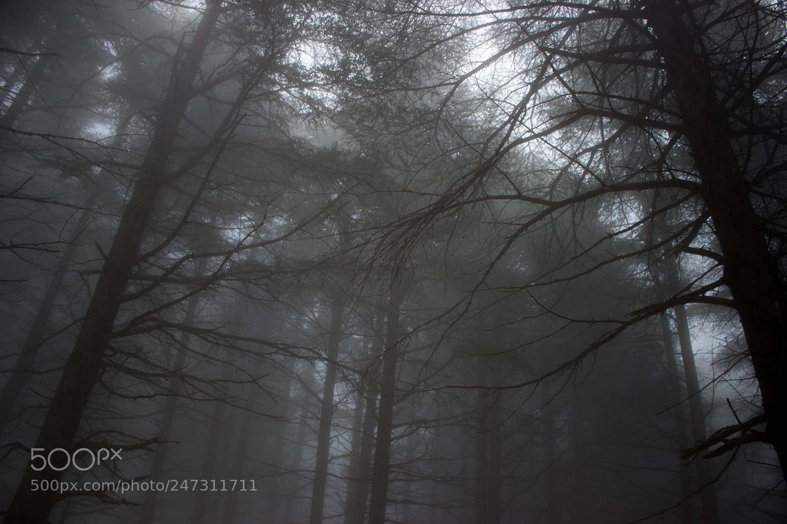 Canon EOS 600D (Rebel EOS T3i / EOS Kiss X5) sample photo. #chrea dark forest photography