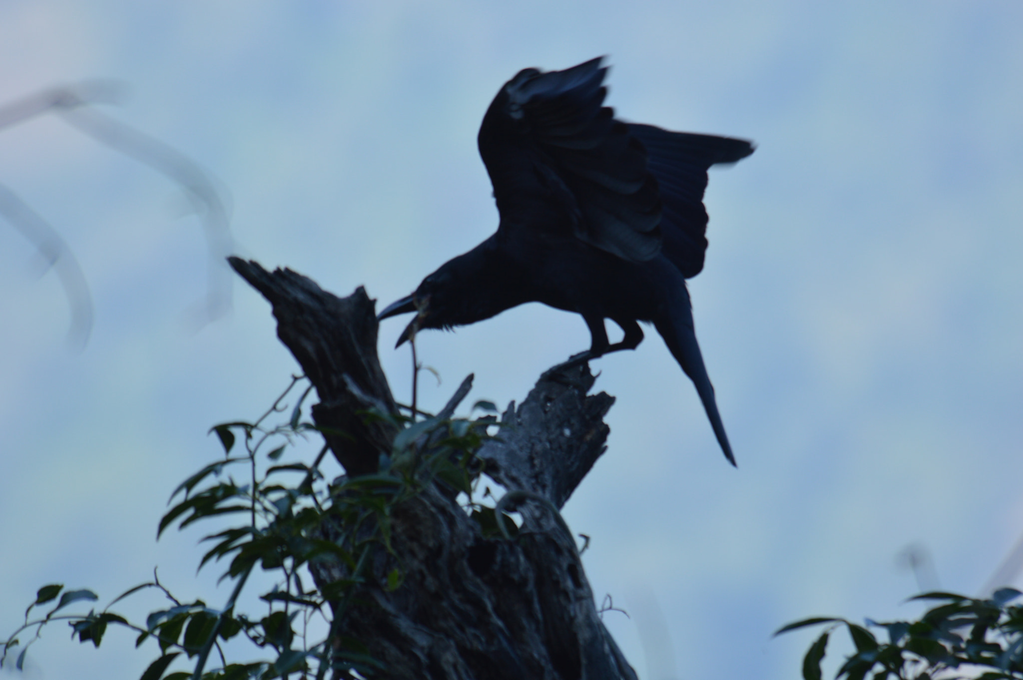 Nikon D3200 sample photo. Wild crow photography