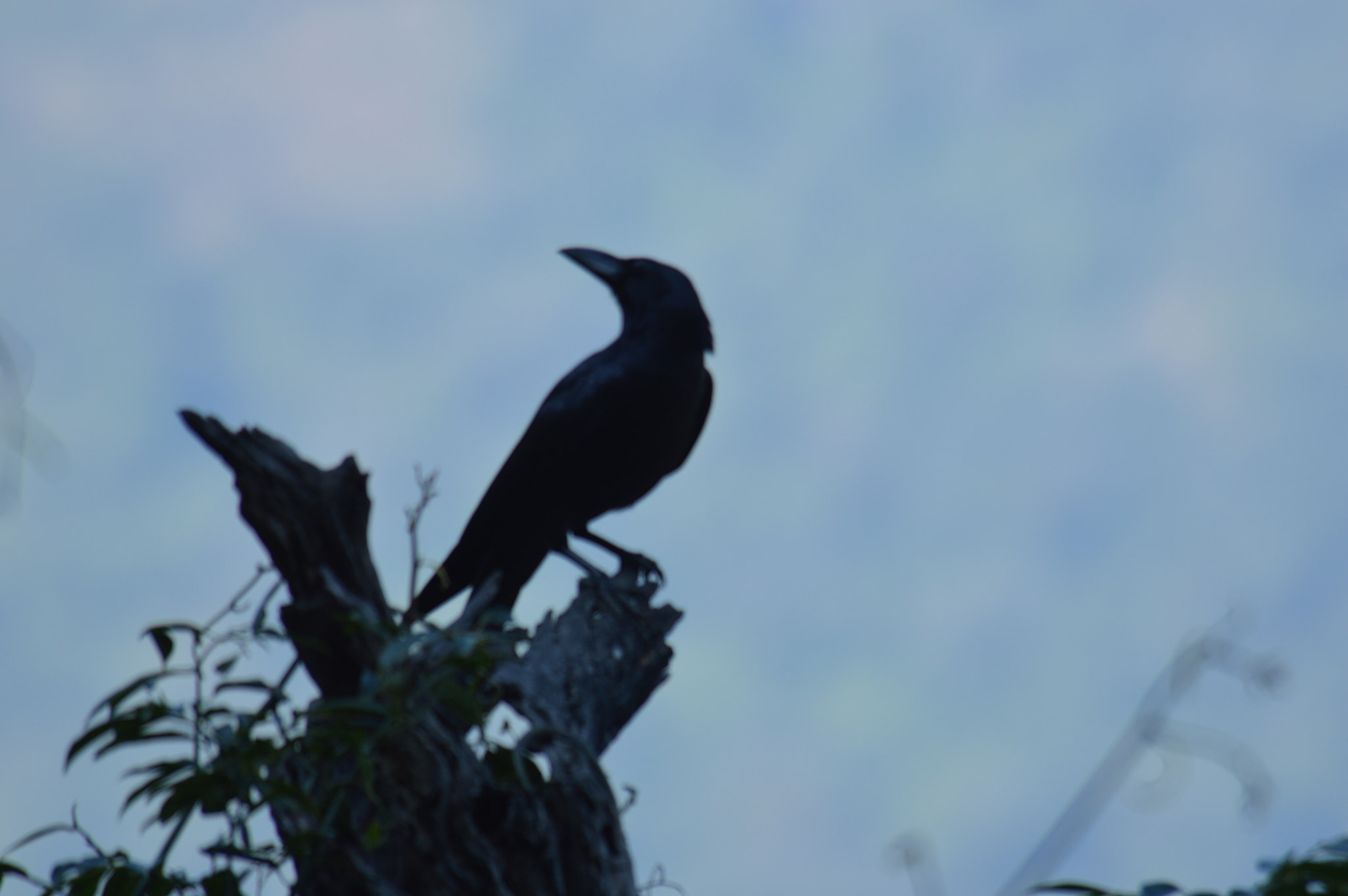 Nikon D3200 sample photo. Crow photography