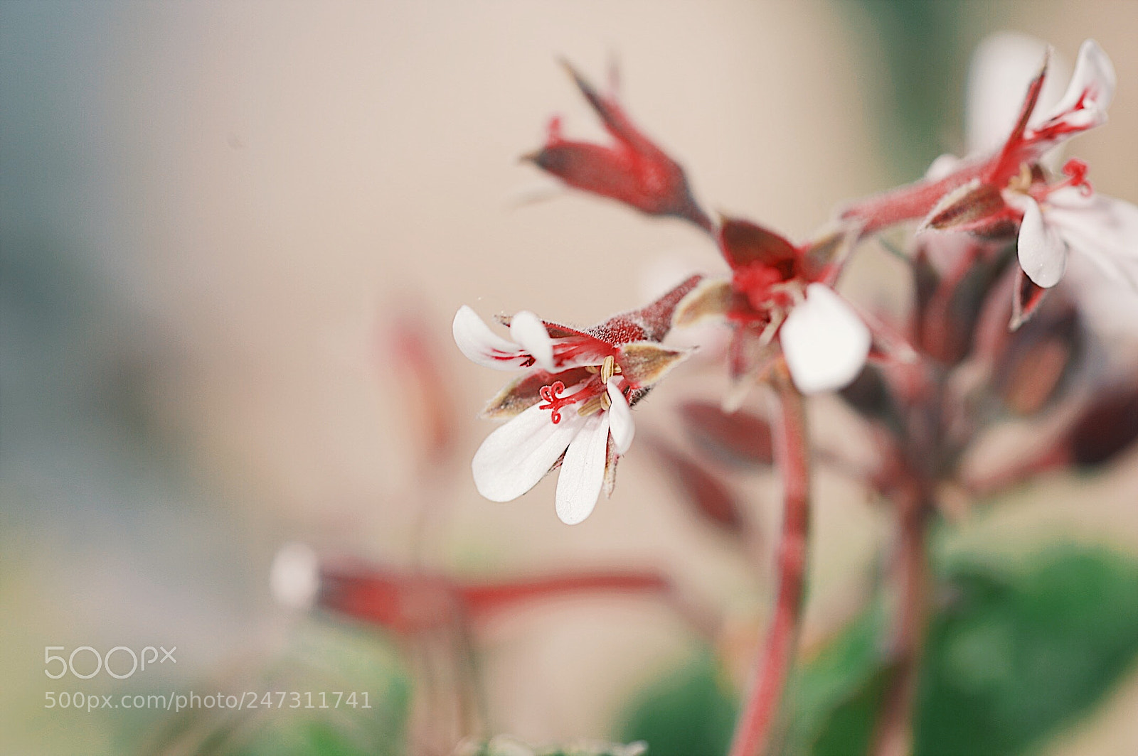Pentax K-3 sample photo. Geranium photography