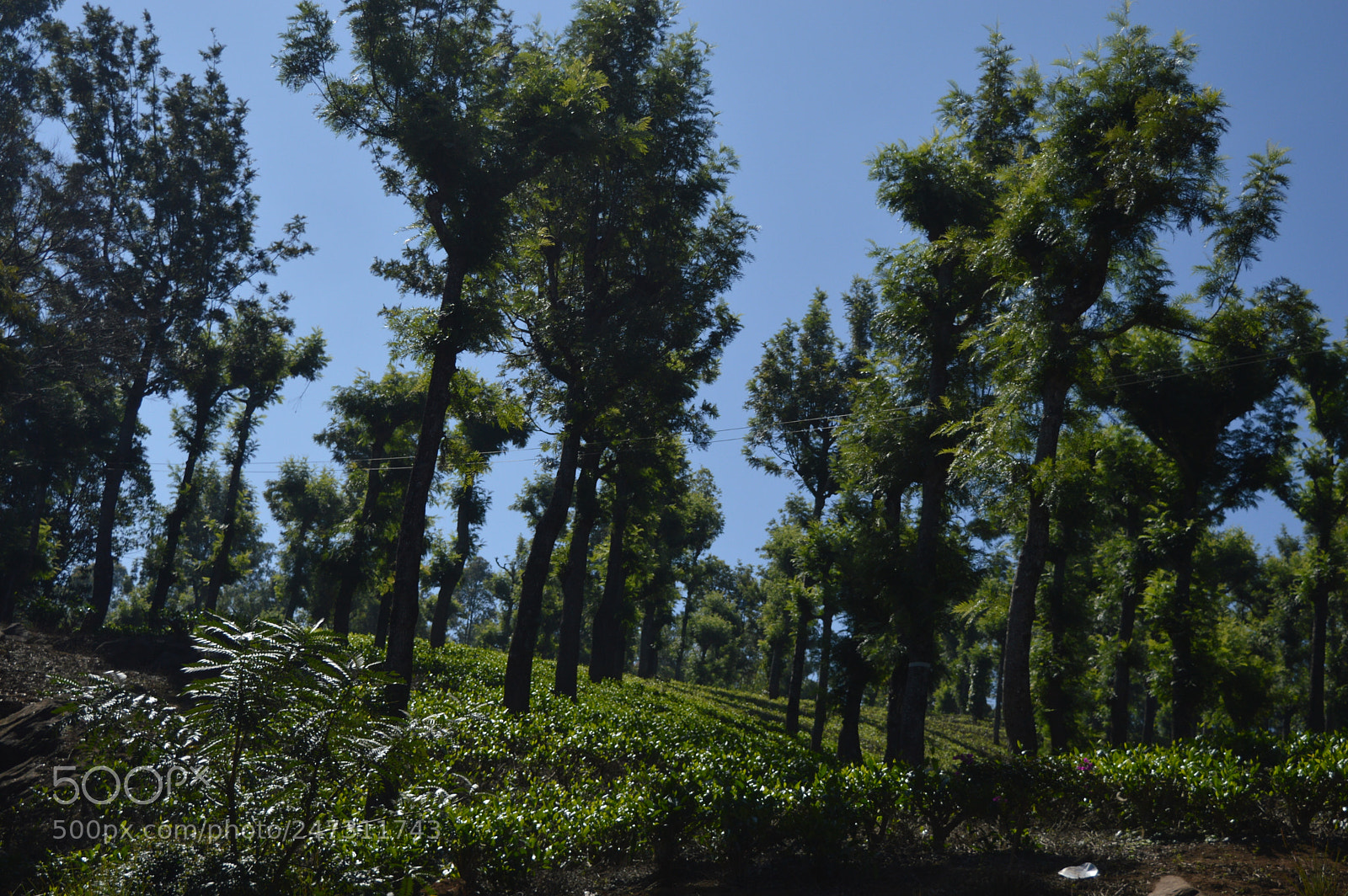 Nikon D3200 sample photo. Green trees photography