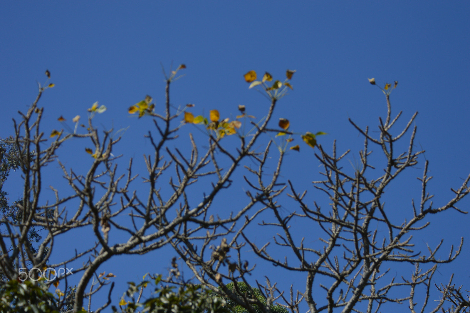 Nikon D3200 sample photo. Wild life photography