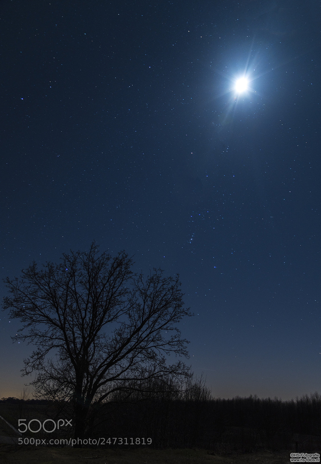 Nikon D500 sample photo. A tree and the photography