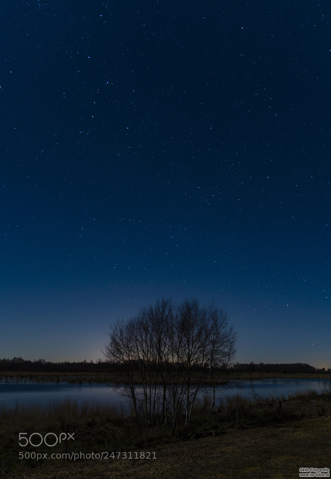 Nikon D500 sample photo. Trees by night sky photography