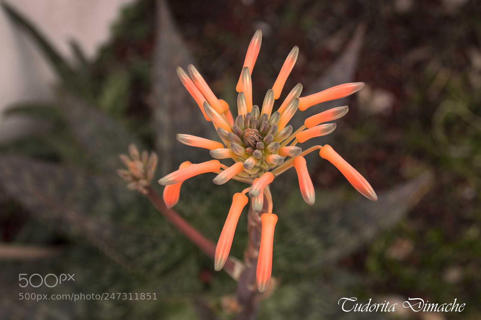 Nikon D7100 sample photo. Aloe vera photography