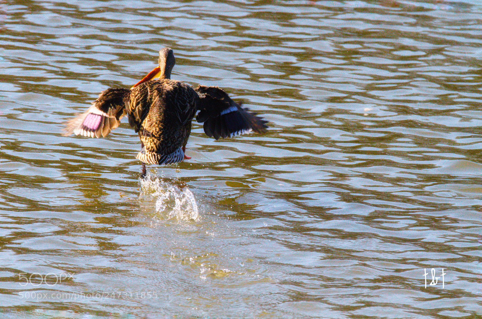 Canon EOS 7D sample photo. Untitled photography