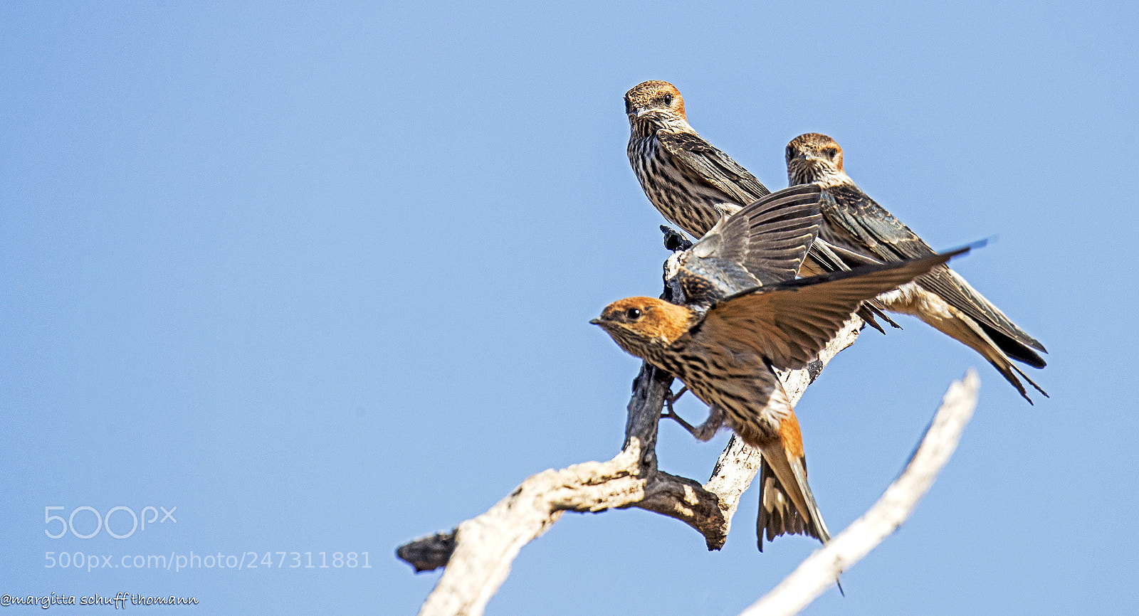 Canon EOS-1D X Mark II sample photo. Lesser swiped swallow .. photography