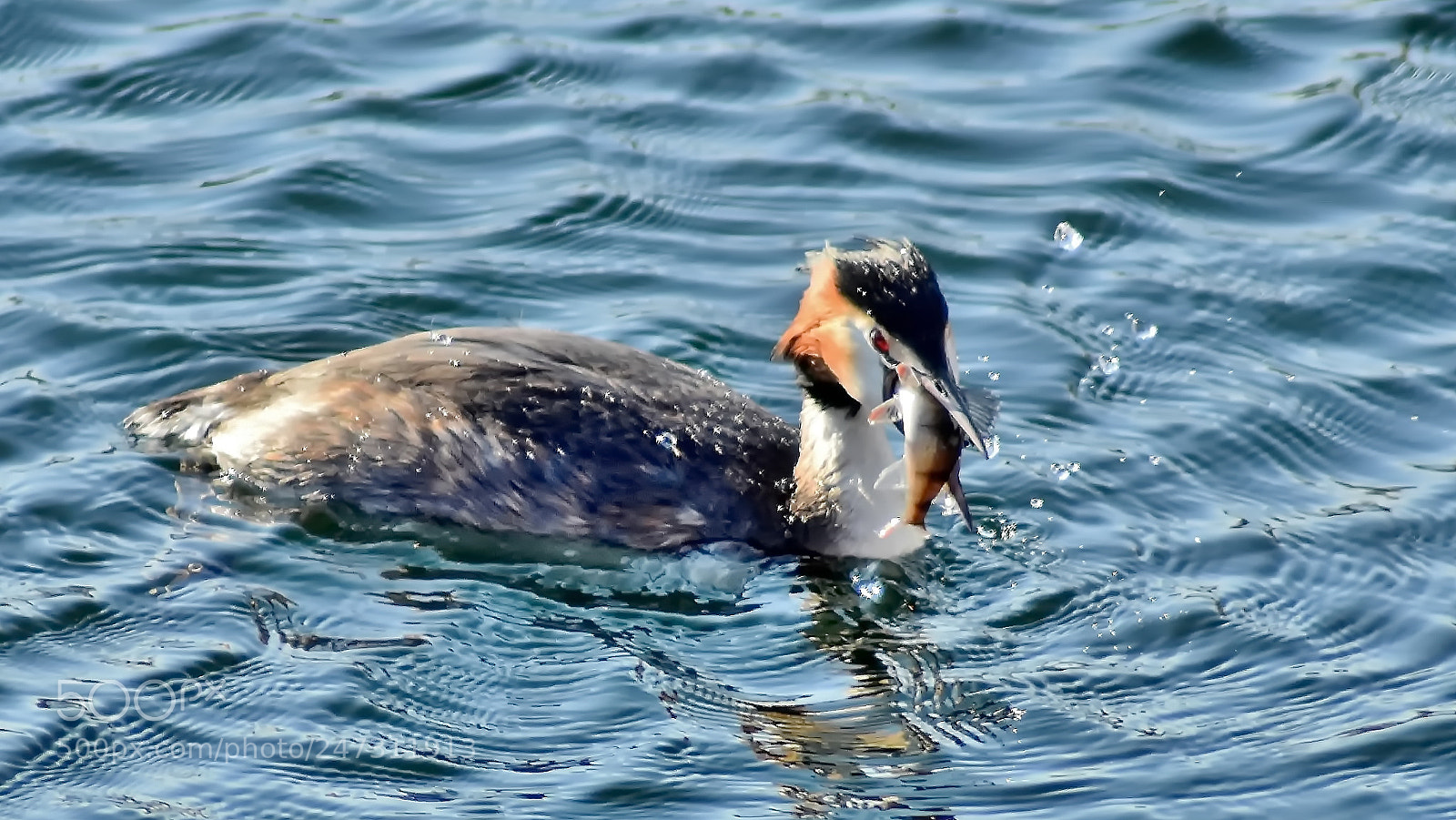 Nikon D3400 sample photo. Beautiful hunter... photography