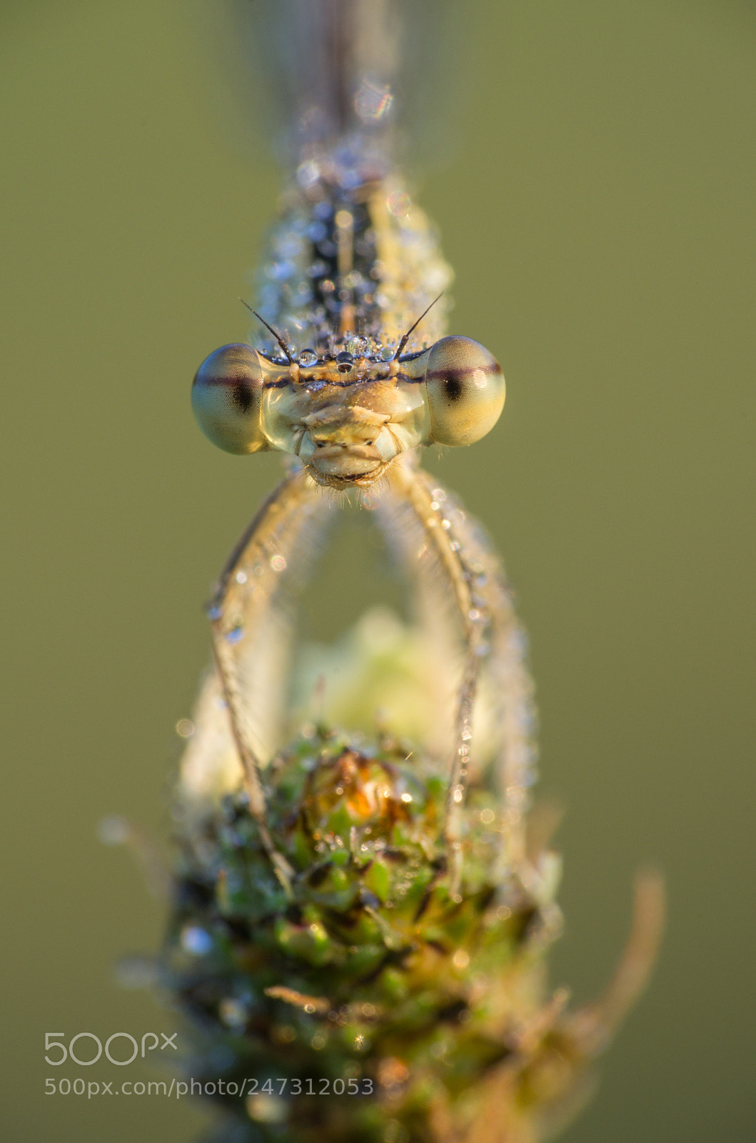 Pentax K-5 sample photo. Blue featherleg photography