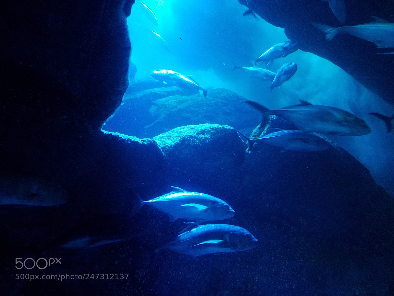 Samsung Galaxy S7 Edge sample photo. Under water photography