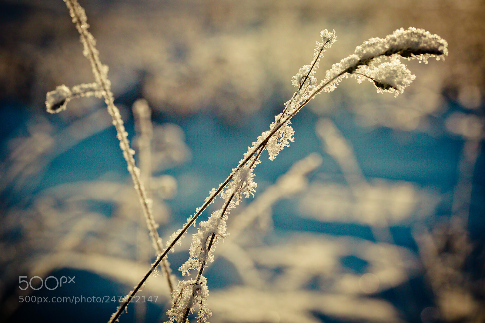 Canon EOS-1Ds Mark II sample photo. Winter branch covered with photography