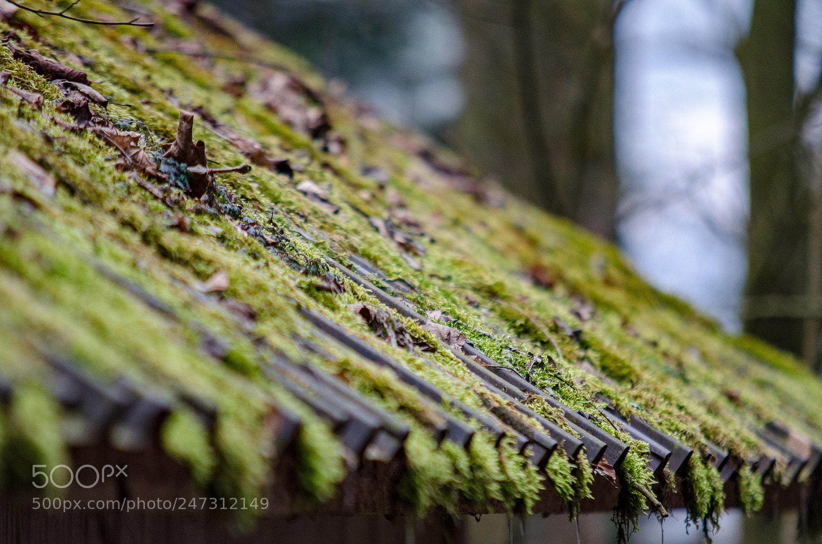 Nikon D5100 sample photo. The roof photography