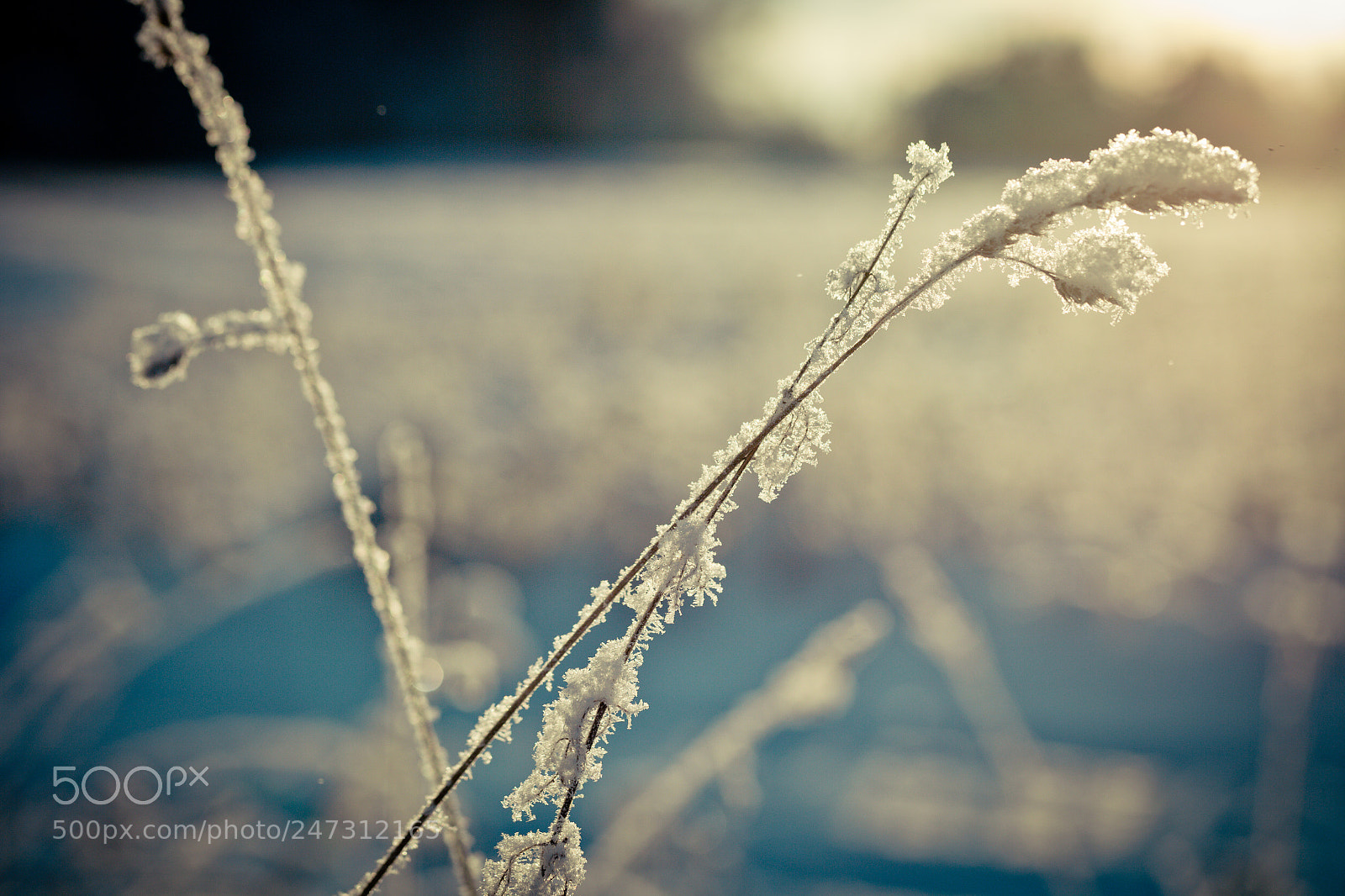 Canon EOS-1Ds Mark II sample photo. Winter branch covered with photography