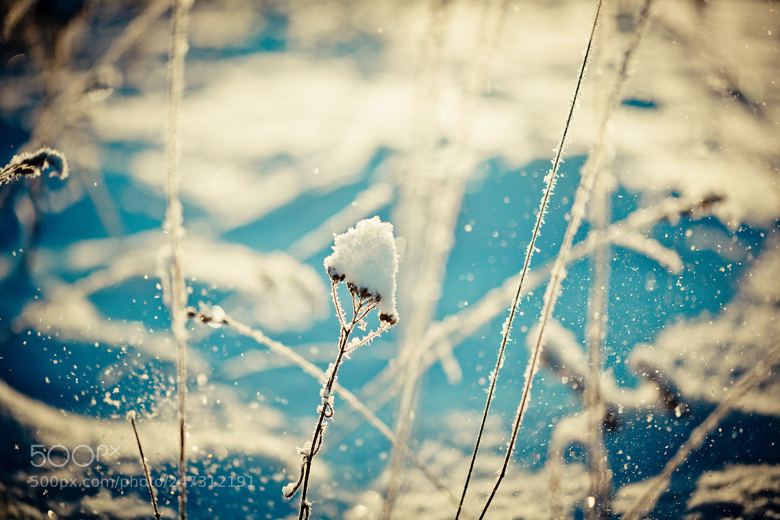 Canon EOS-1Ds Mark II sample photo. Winter branch covered with photography