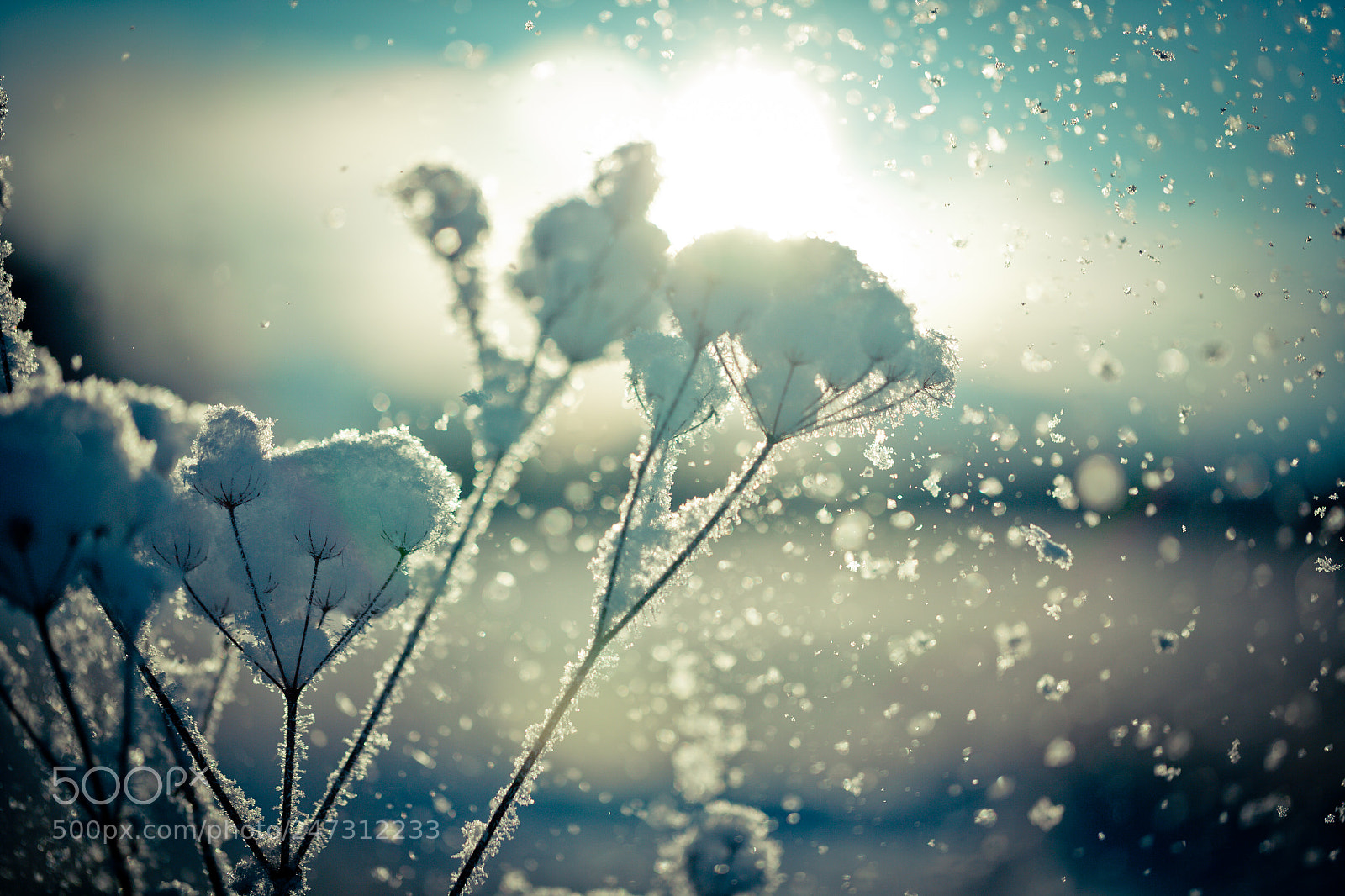 Canon EOS-1Ds Mark II sample photo. Winter branch covered with photography